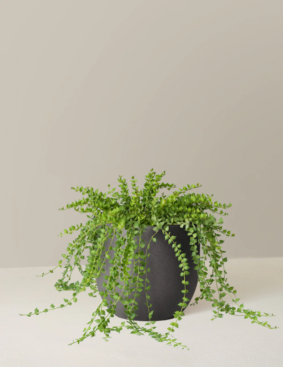 Dischidia - Image 3