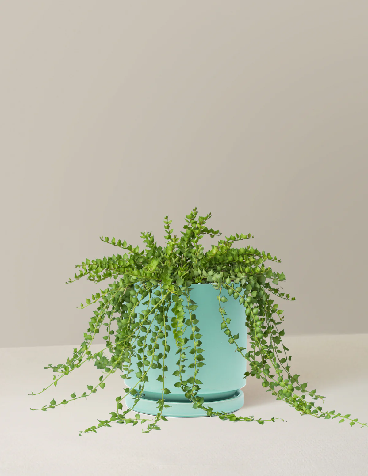 Dischidia - Image 5