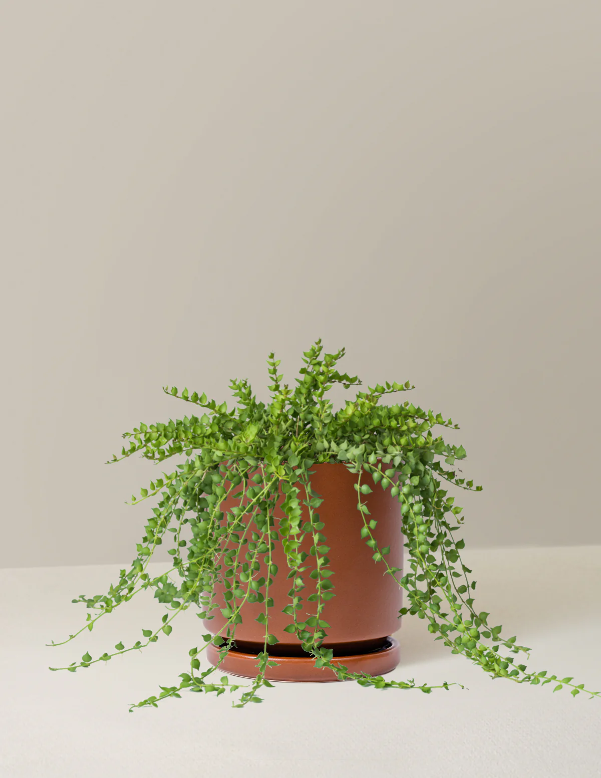 Dischidia - Image 6