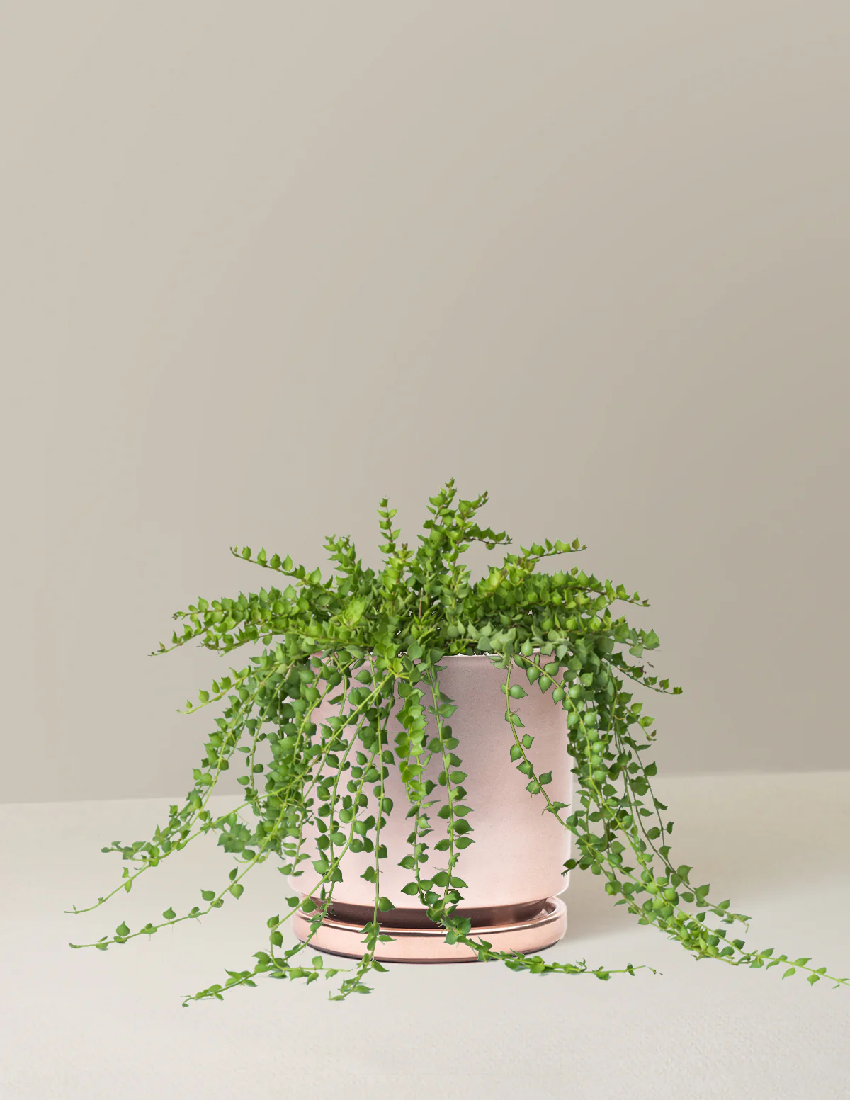 Dischidia - Image 7