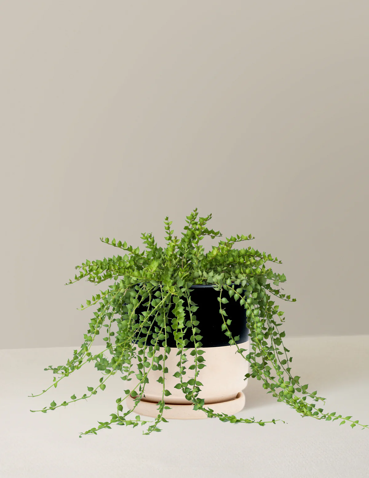 Dischidia - Image 8