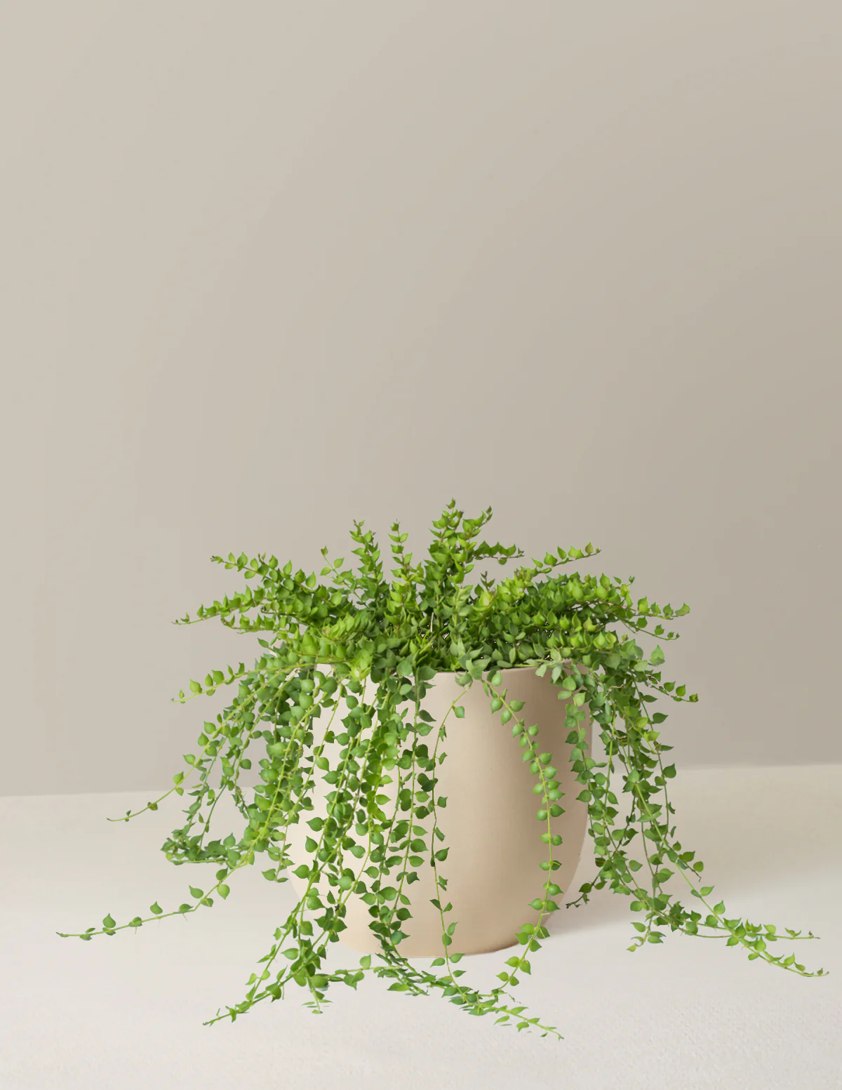 Dischidia - Image 9