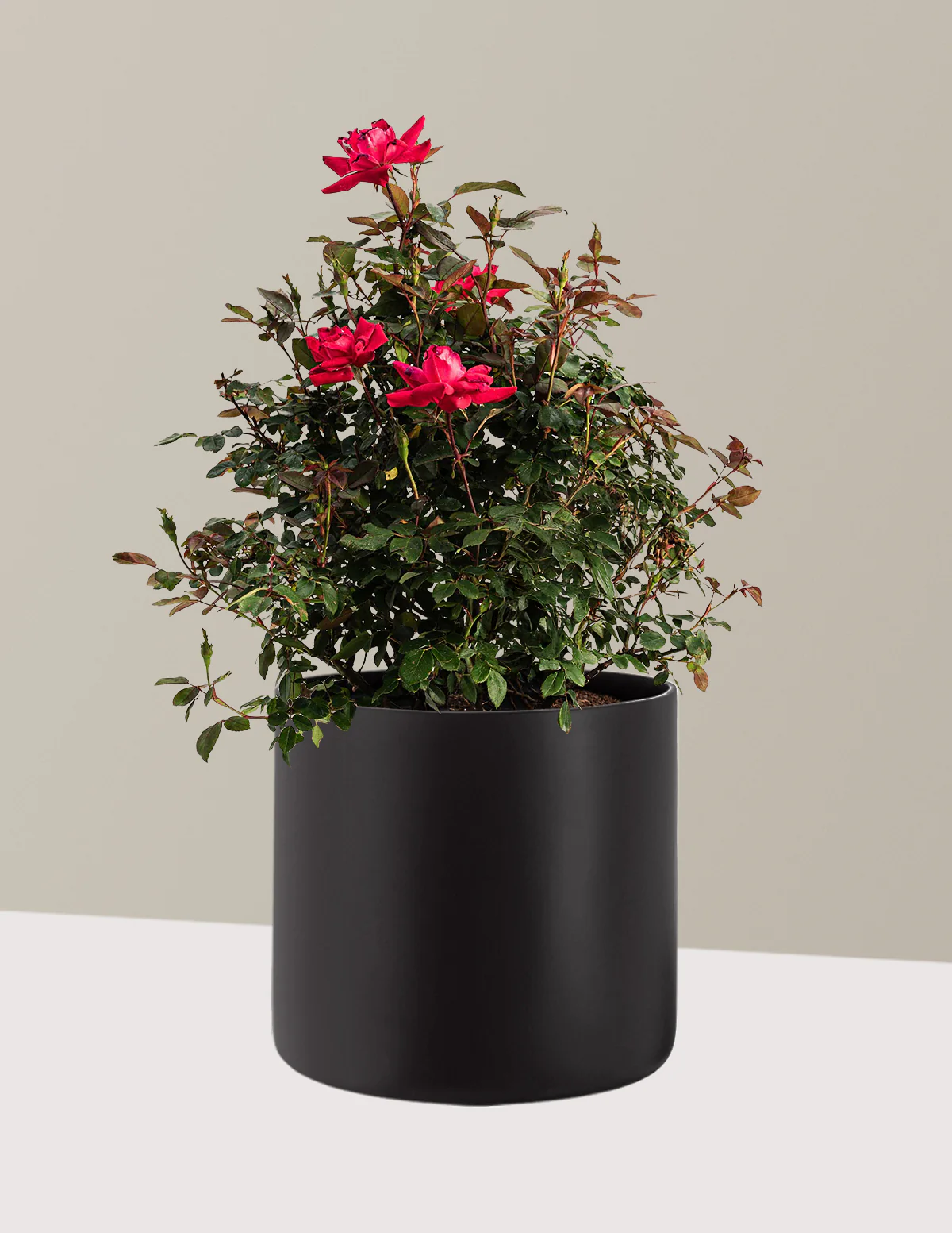 Double Knock Out® Rose - Image 10