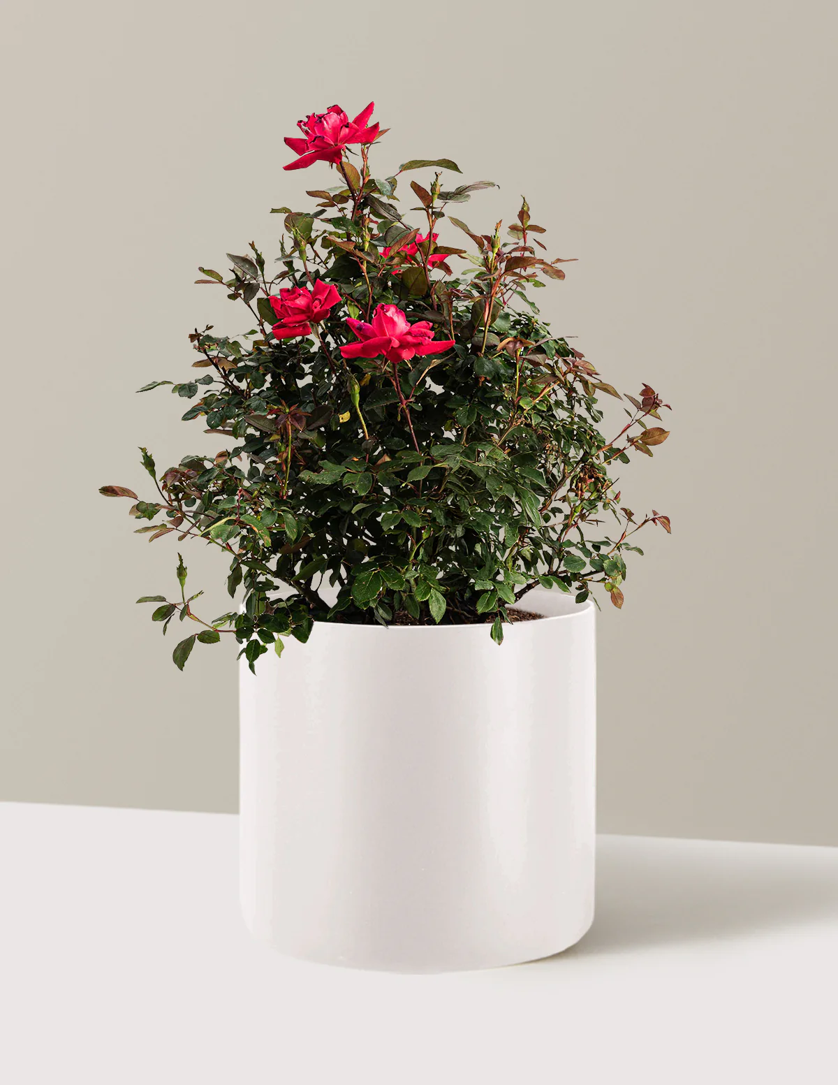 Double Knock Out® Rose - Image 11
