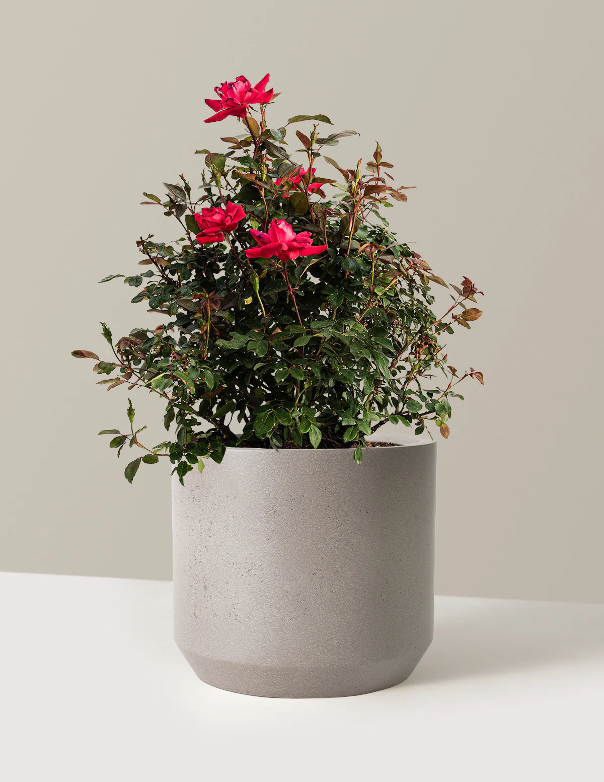 Double Knock Out® Rose - Image 12