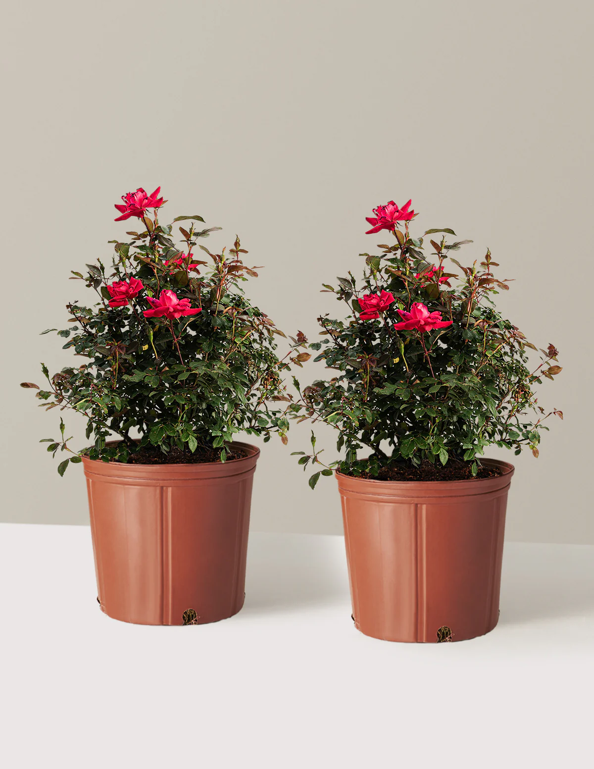 Double Knock Out® Rose - Image 13