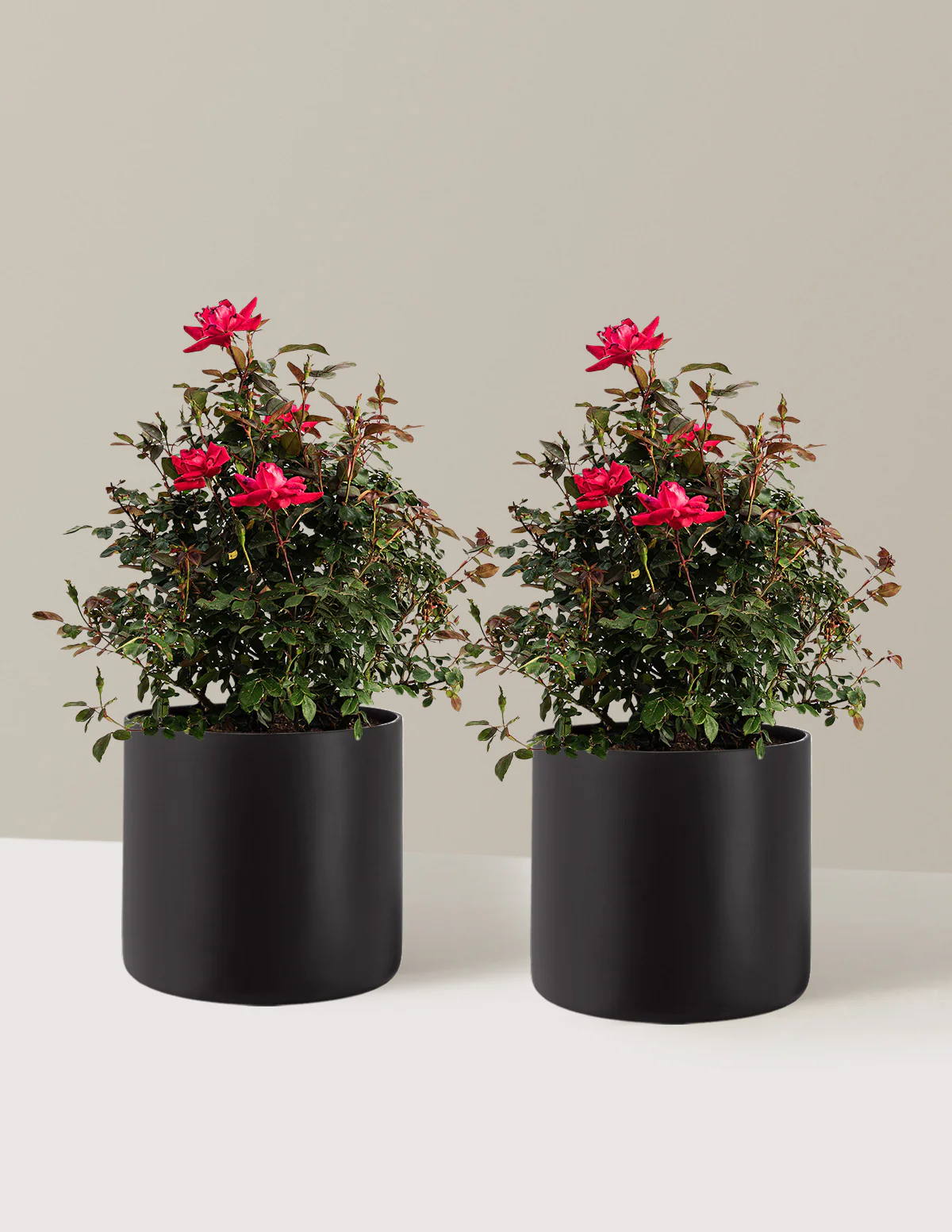 Double Knock Out® Rose - Image 14