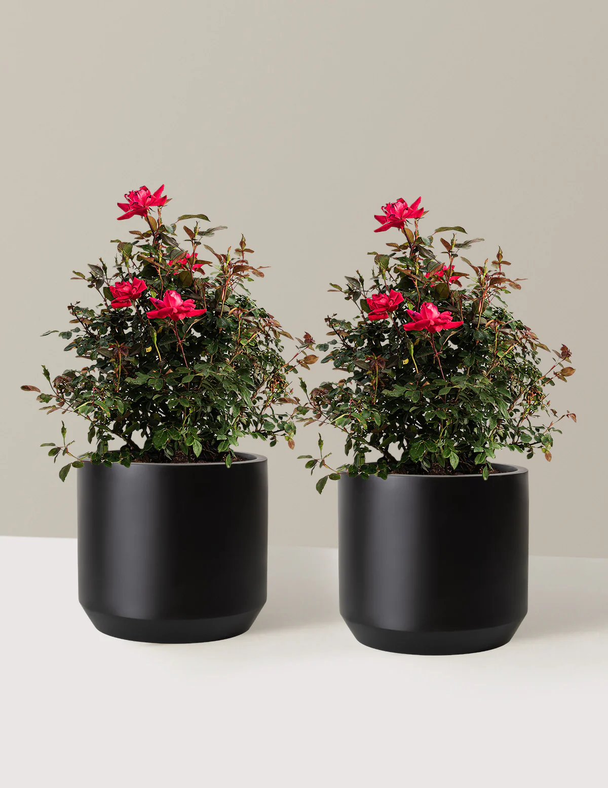 Double Knock Out® Rose - Image 15
