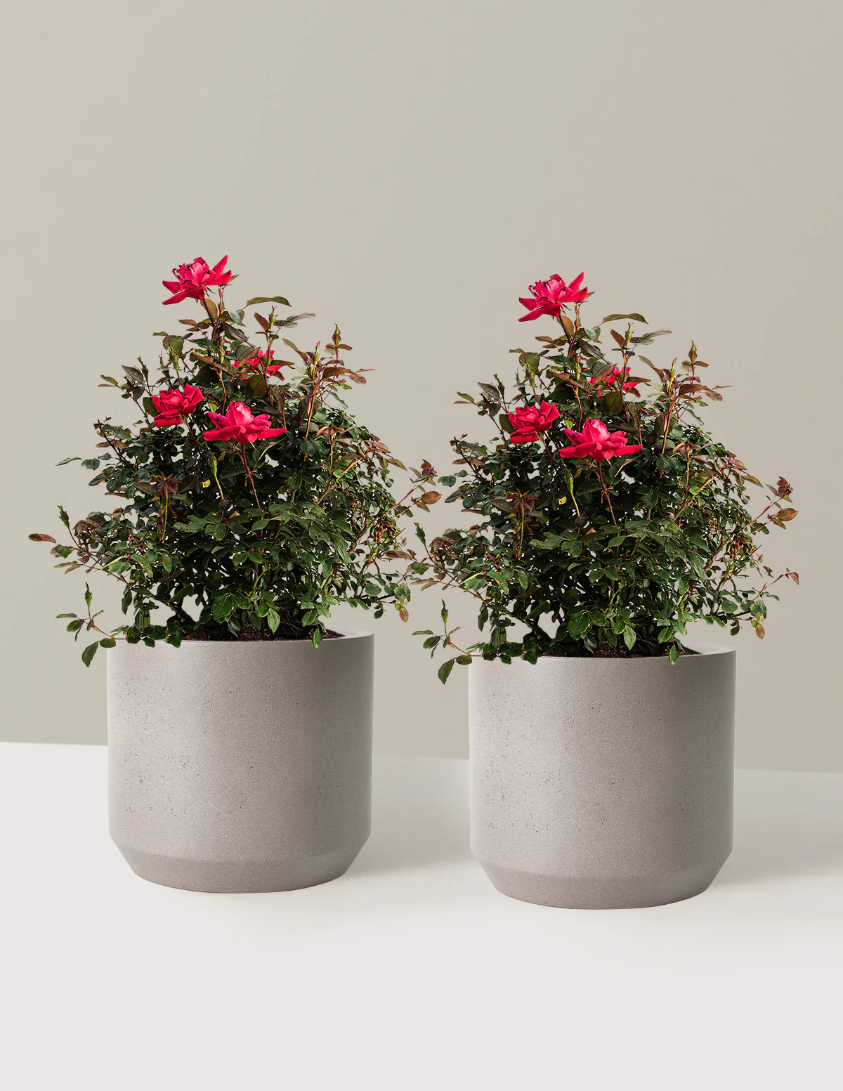 Double Knock Out® Rose - Image 16
