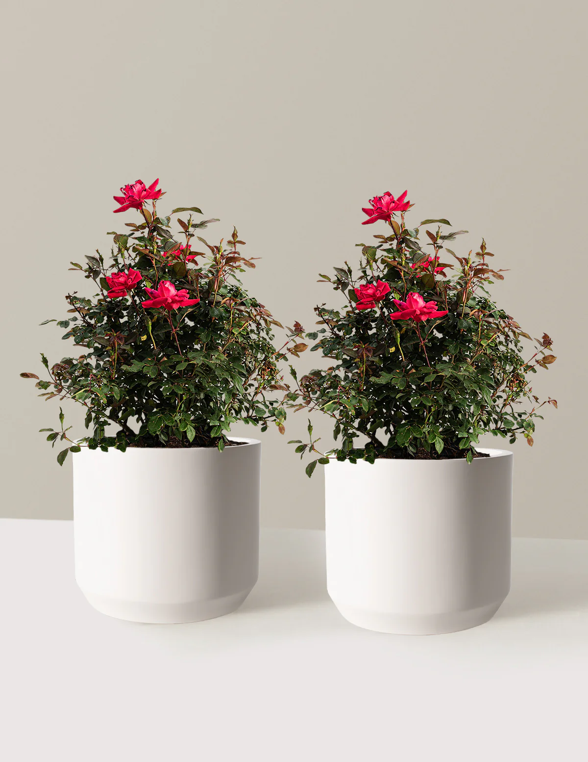 Double Knock Out® Rose - Image 17