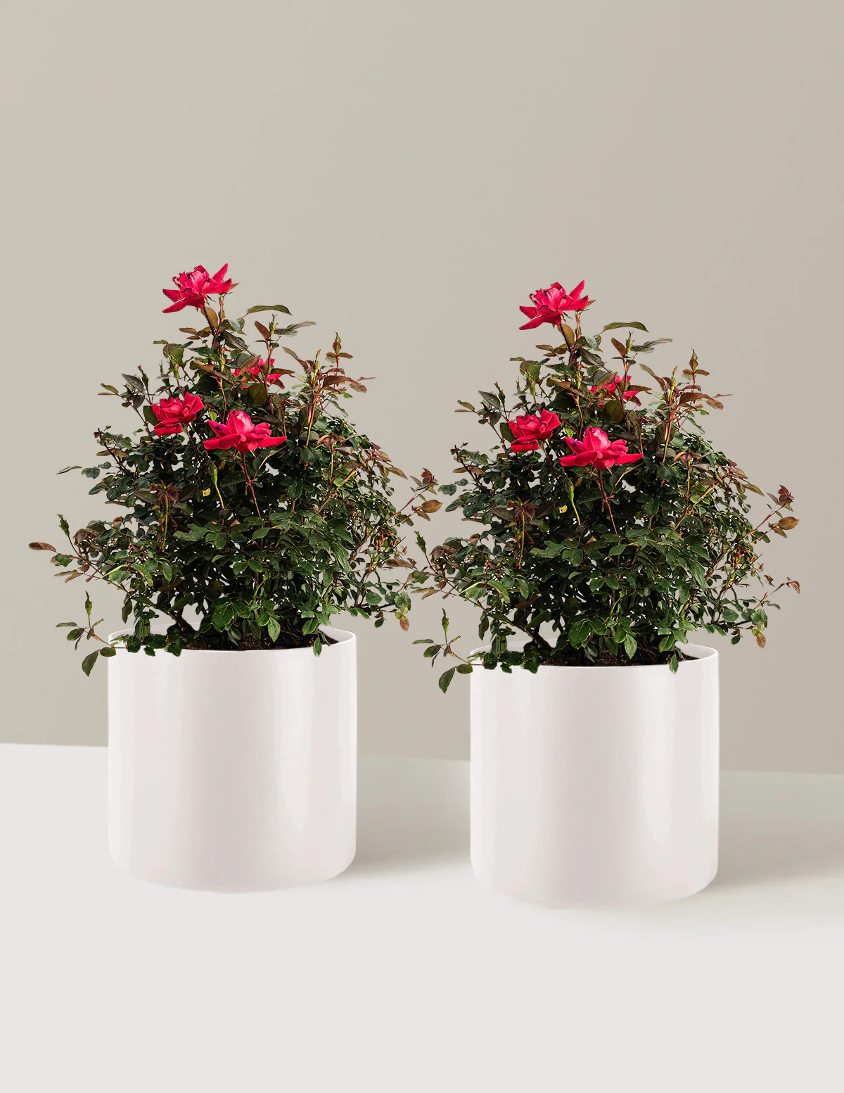 Double Knock Out® Rose - Image 18