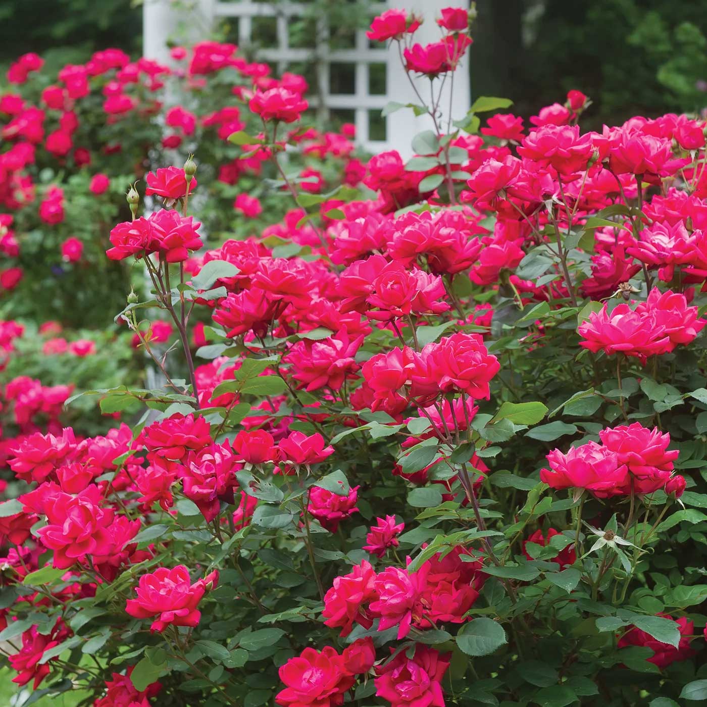 Double Knock Out® Rose - Image 2