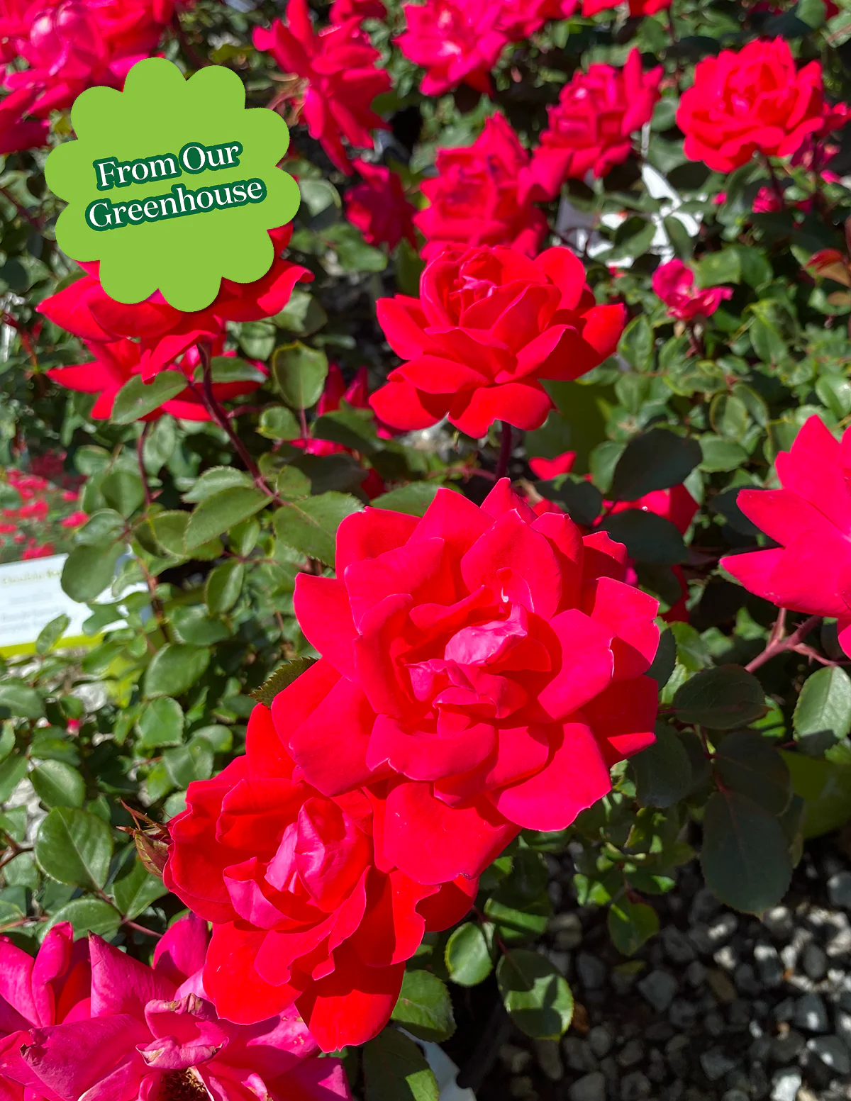 Double Knock Out® Rose - Image 3