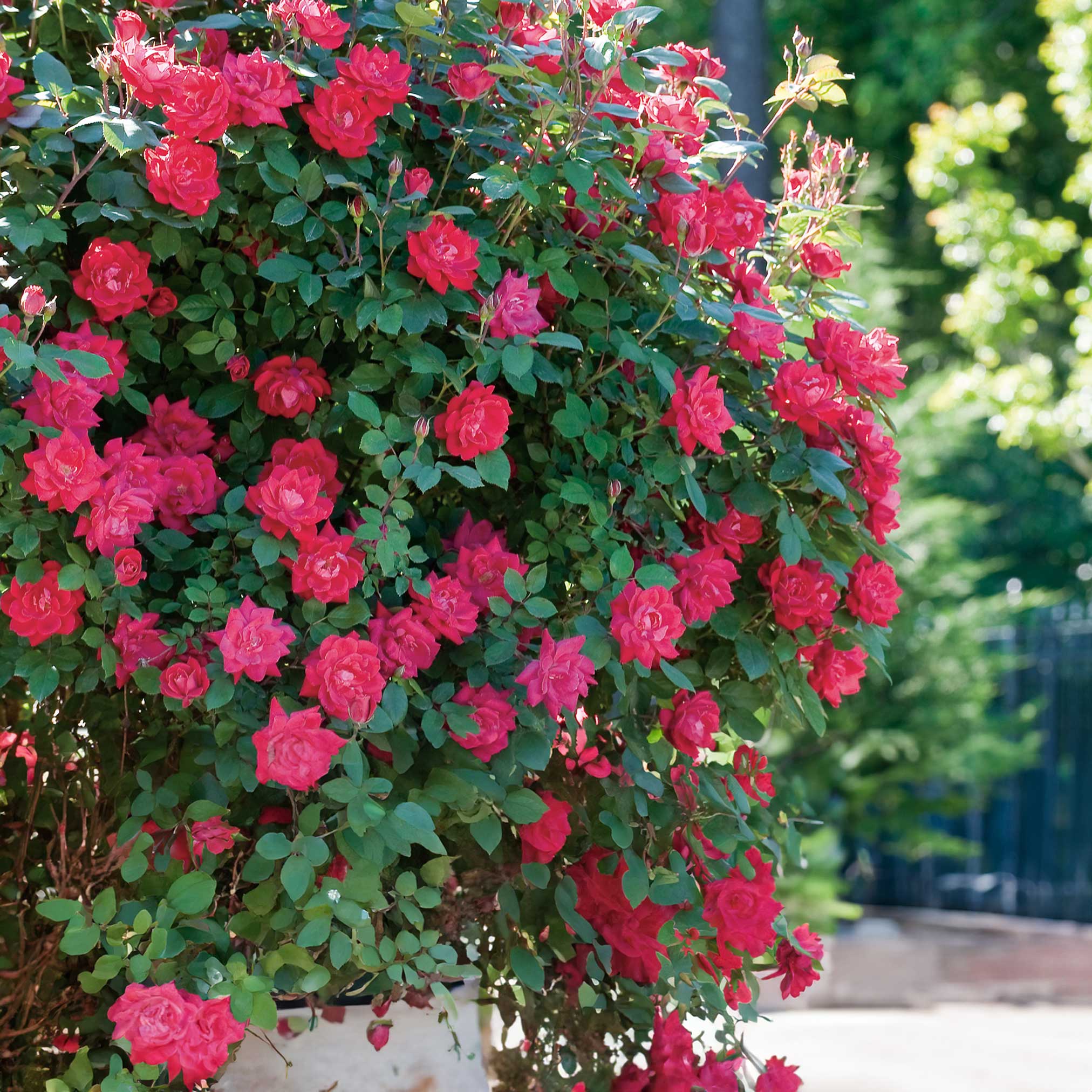 Double Knock Out® Rose - Image 5