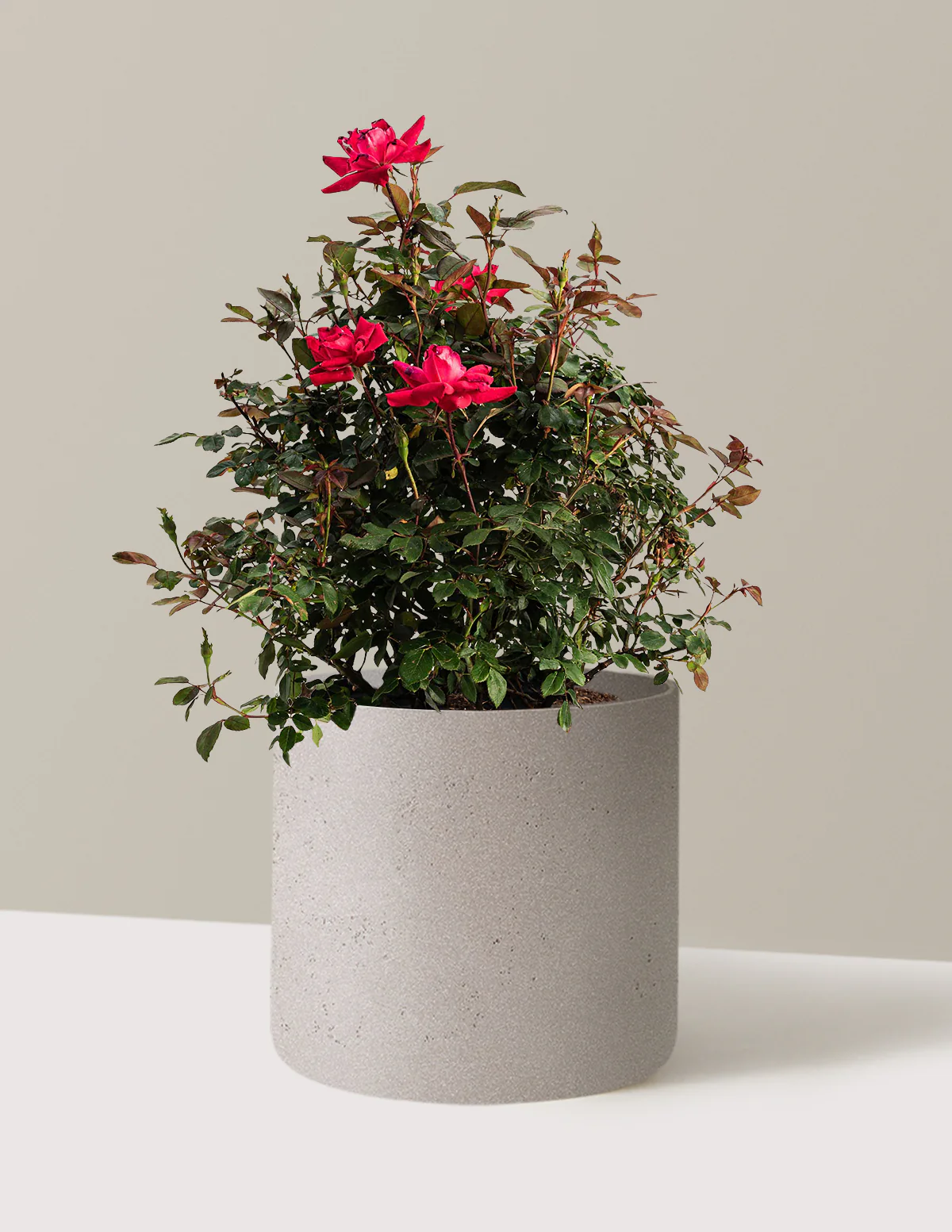 Double Knock Out® Rose - Image 6