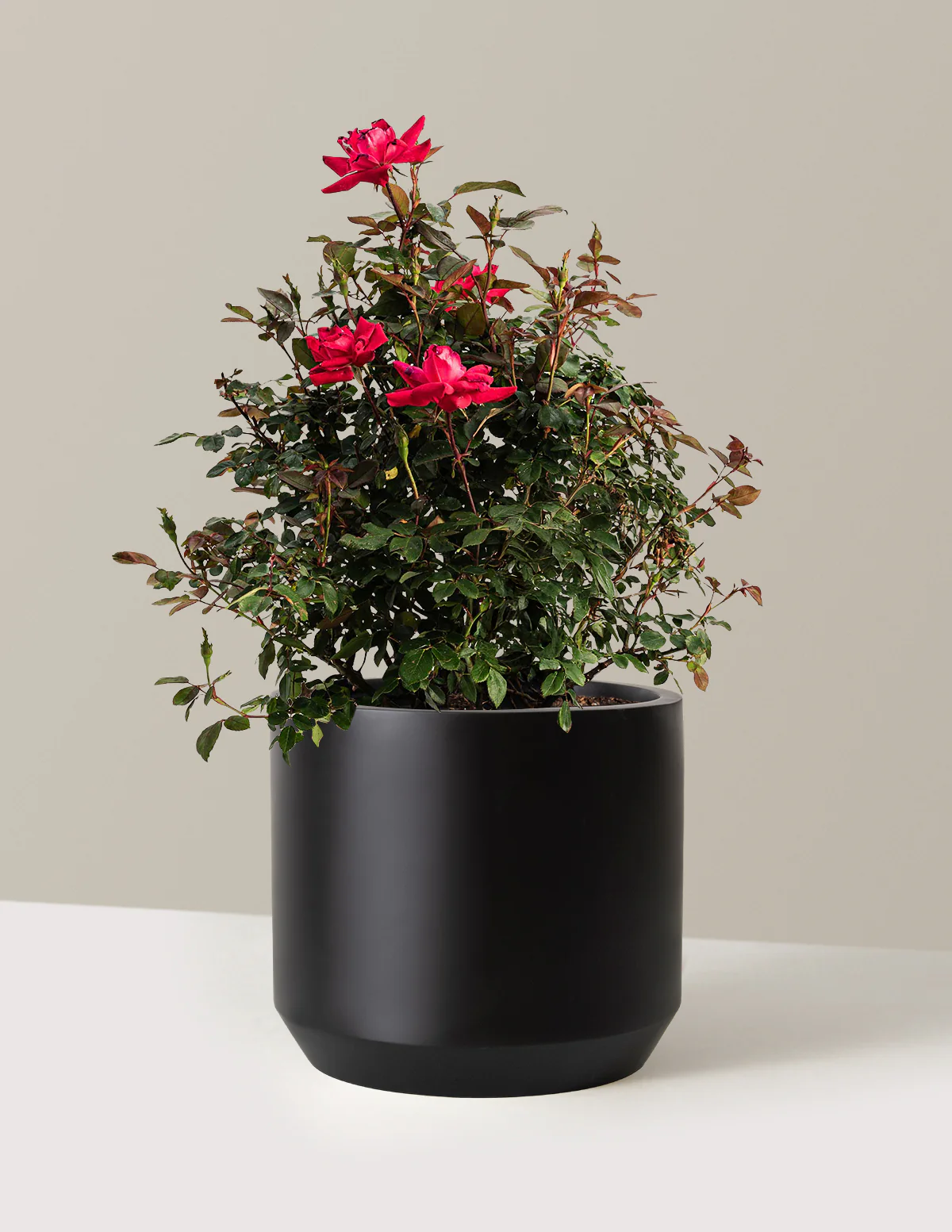Double Knock Out® Rose - Image 7