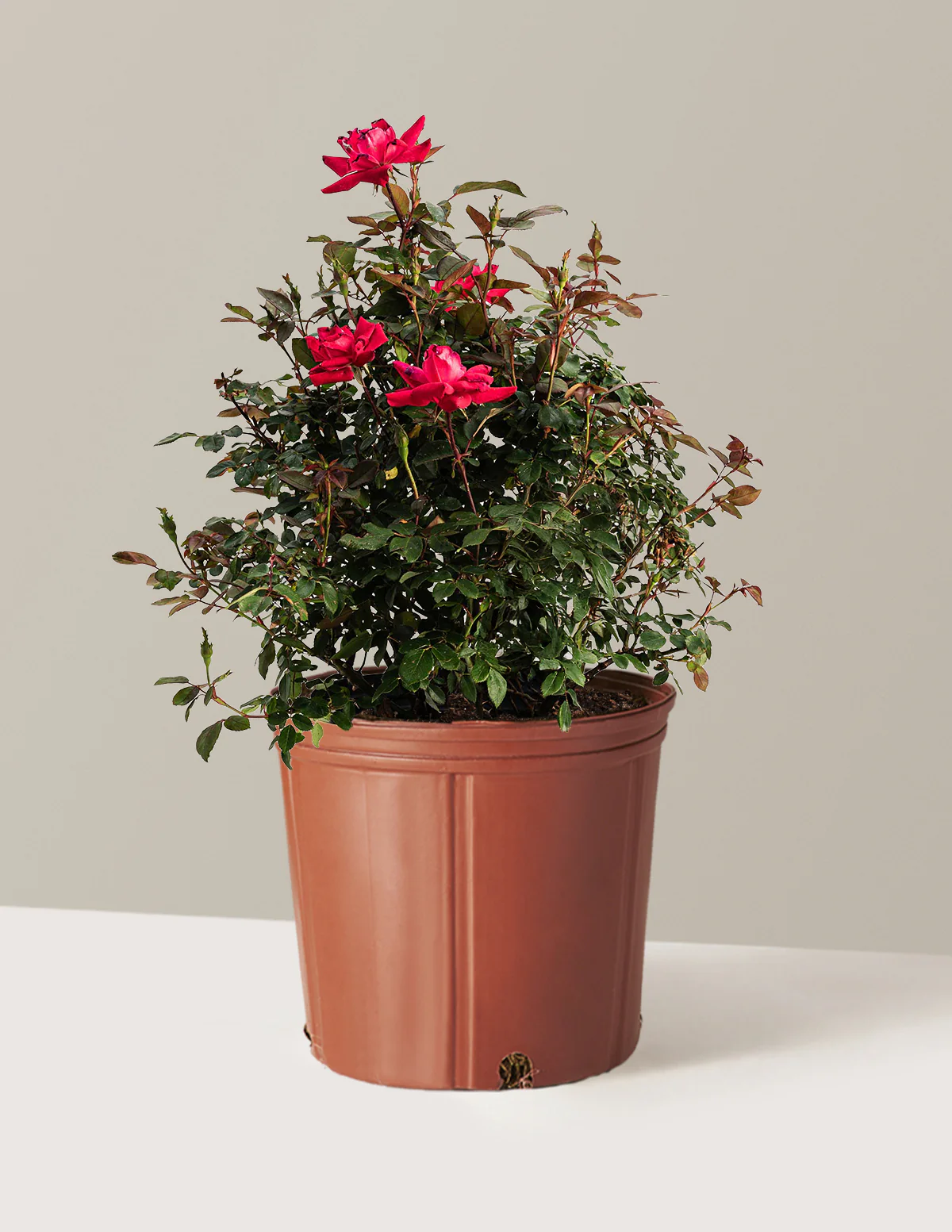 Double Knock Out® Rose - Image 8