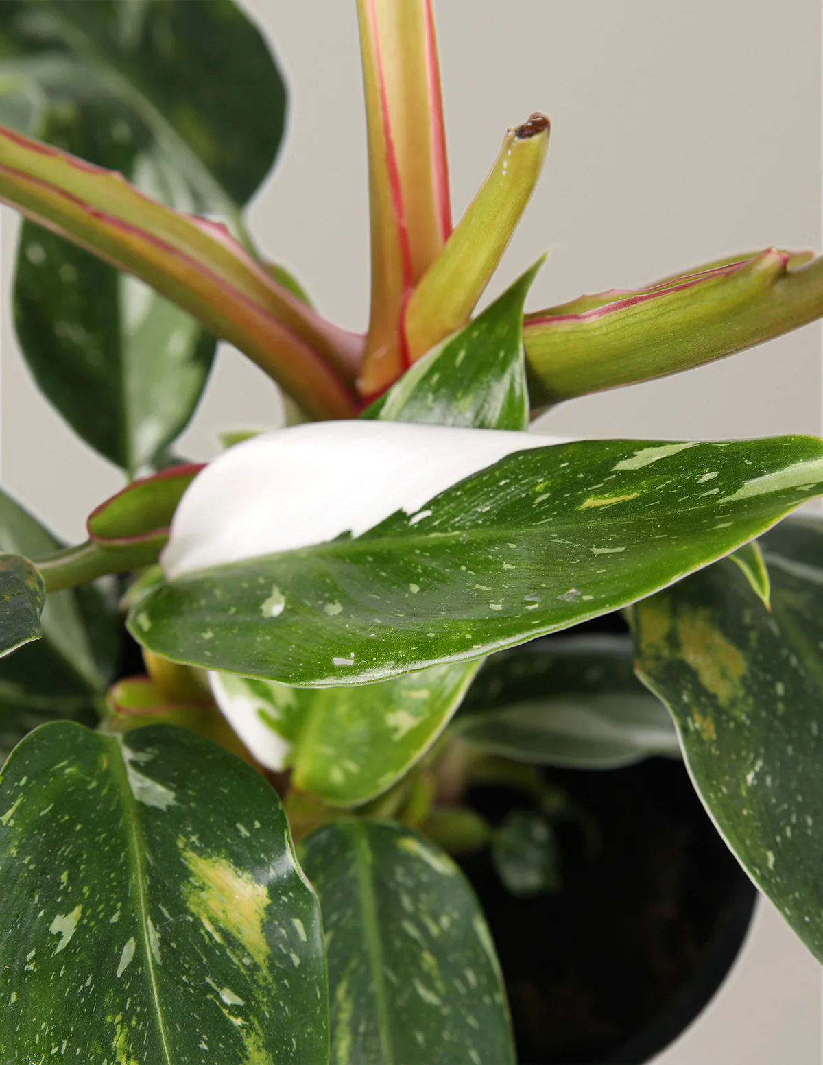 Double Philodendron White Princess - Image 3