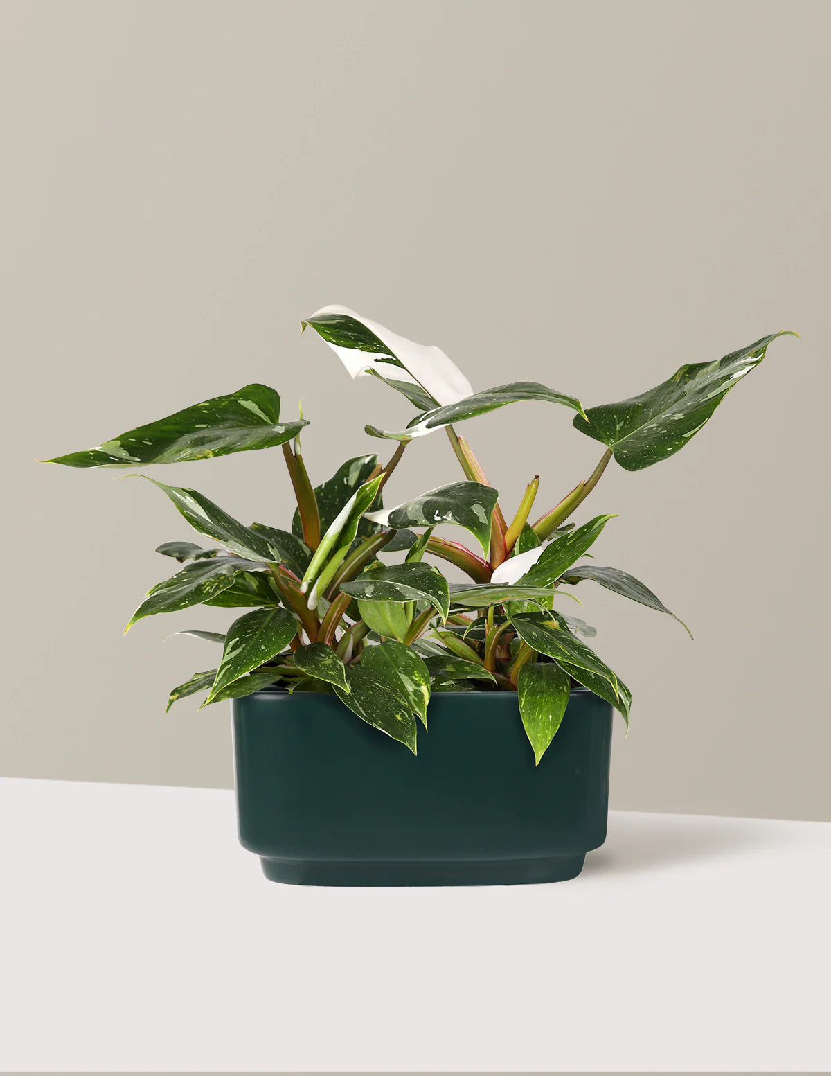 Double Philodendron White Princess - Image 4