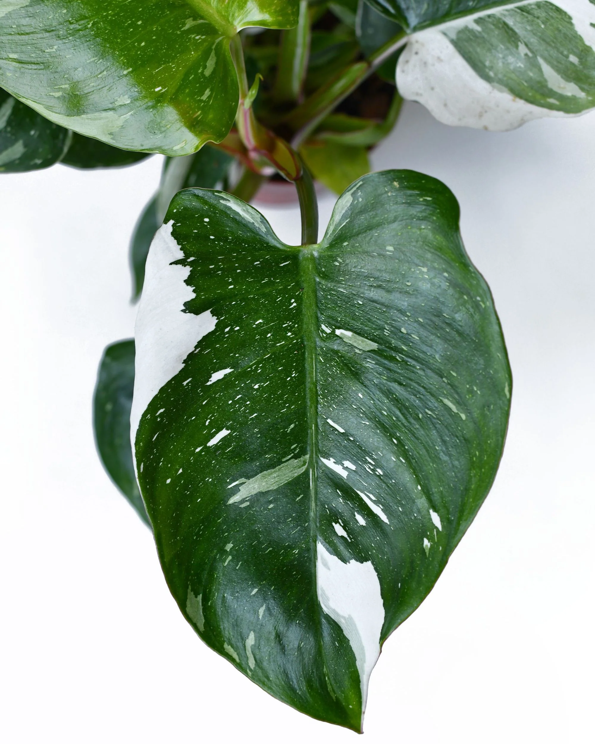 Double Philodendron White Princess - Image 5