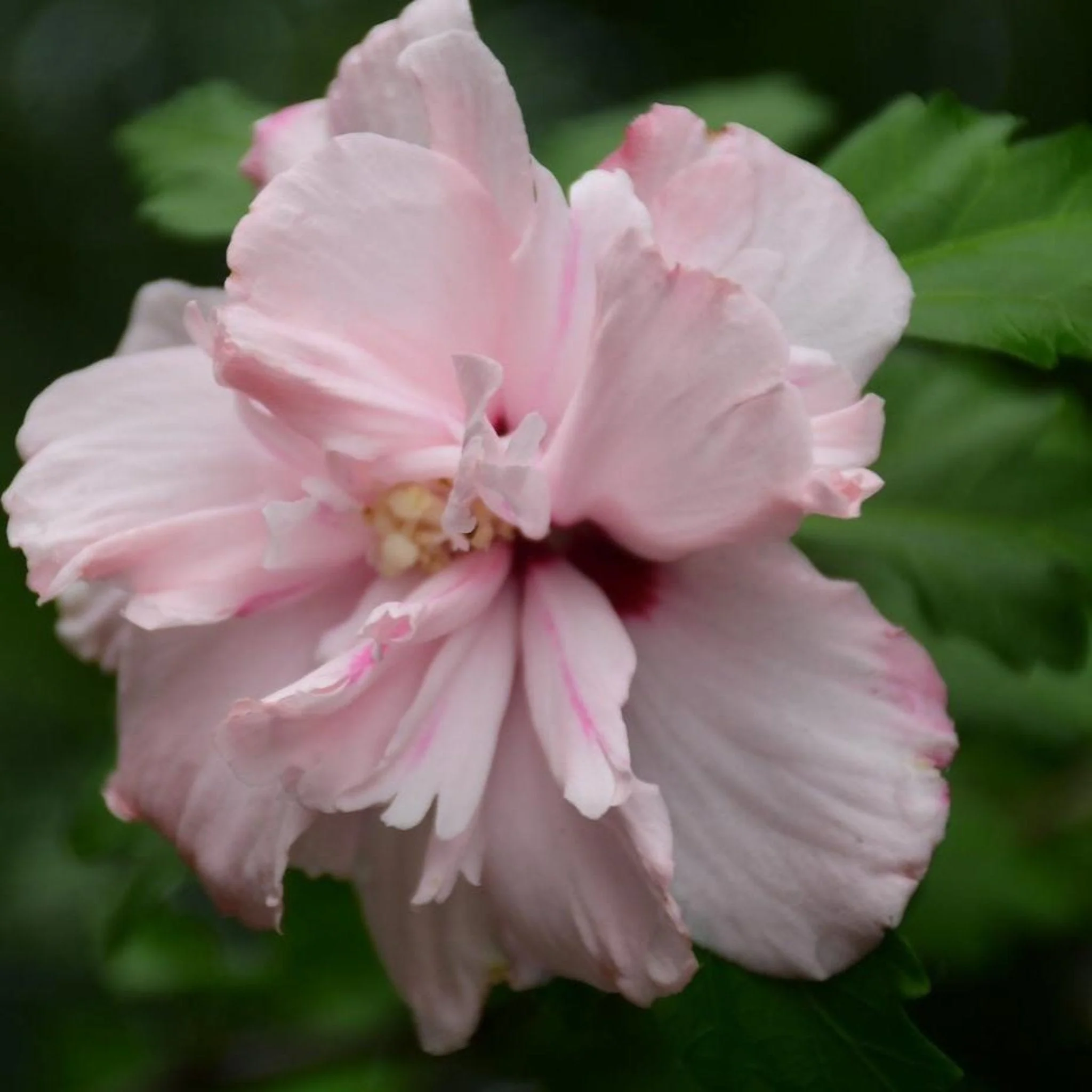 Double Pink Rose of Sharon Tree - Image 3