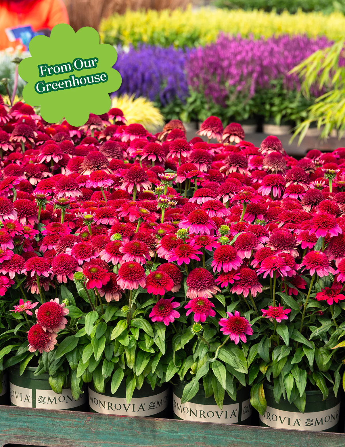 Double Scoop™ Watermelon Deluxe Coneflower - Image 3