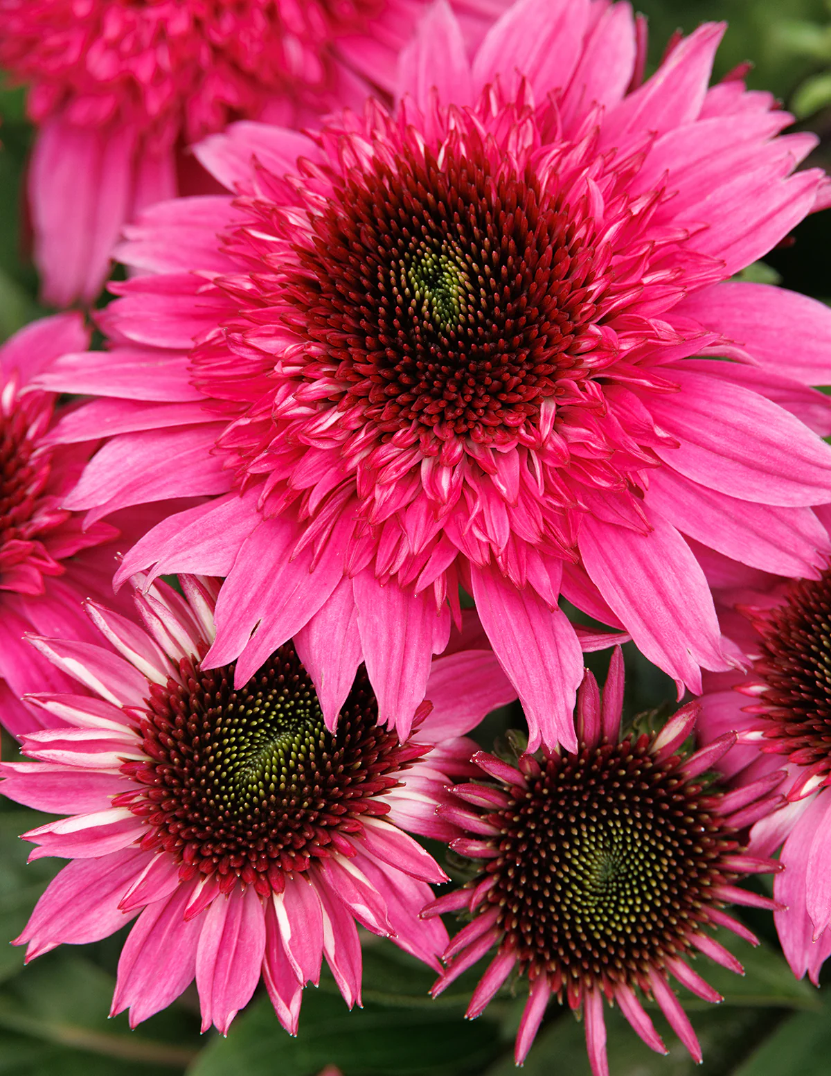 Double Scoop™ Watermelon Deluxe Coneflower - Image 4