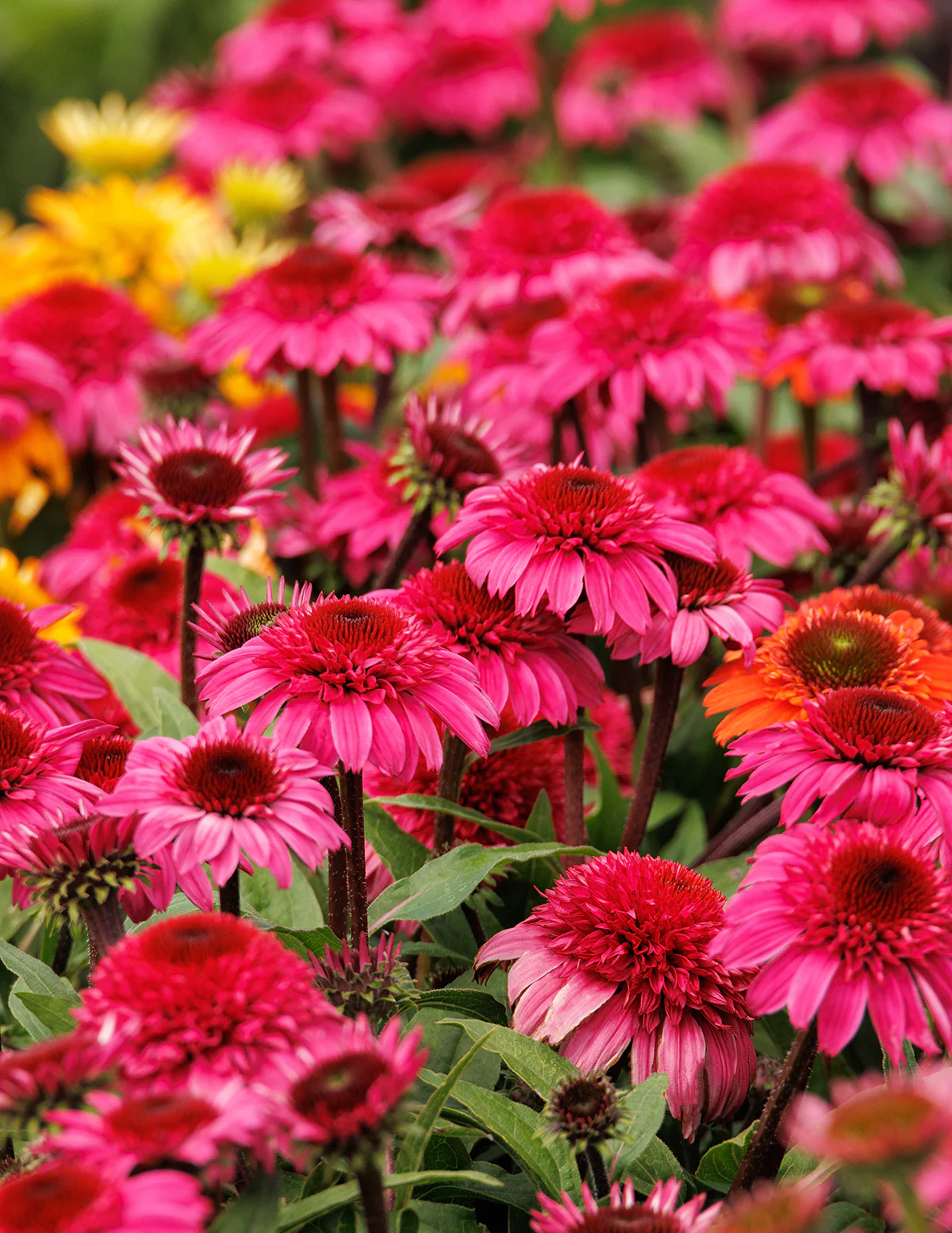Double Scoop™ Watermelon Deluxe Coneflower - Image 5