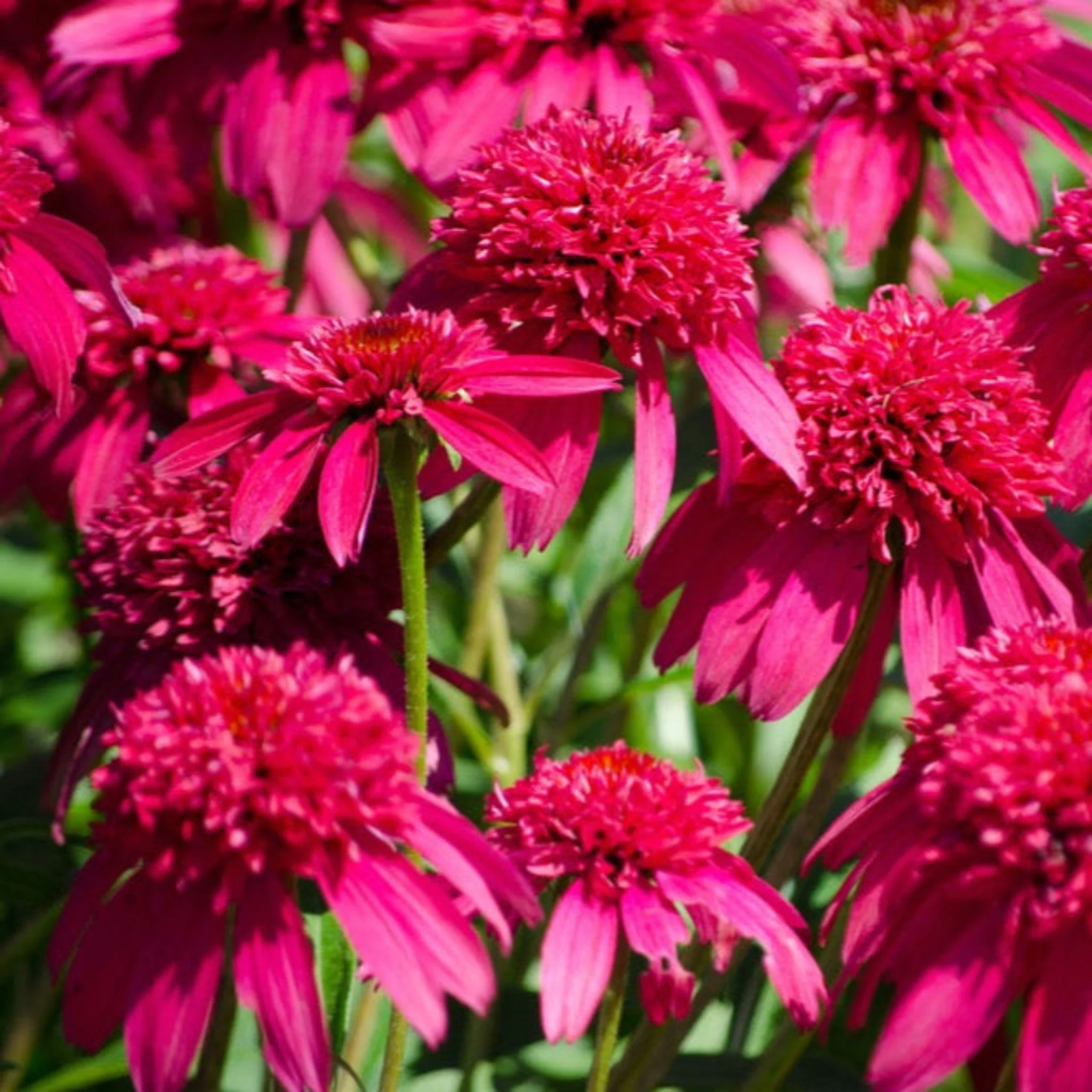 Double Scoop™ Watermelon Deluxe Coneflower - Image 6
