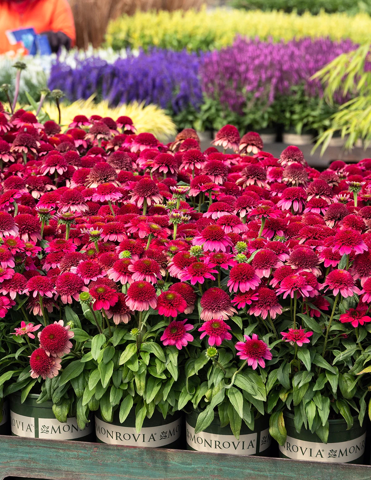 Double Scoop™ Watermelon Deluxe Coneflower - Image 7