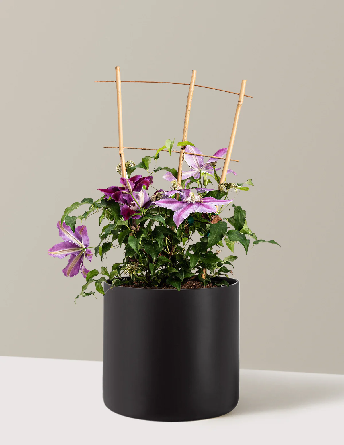 Dr. Ruppel Clematis - Image 10