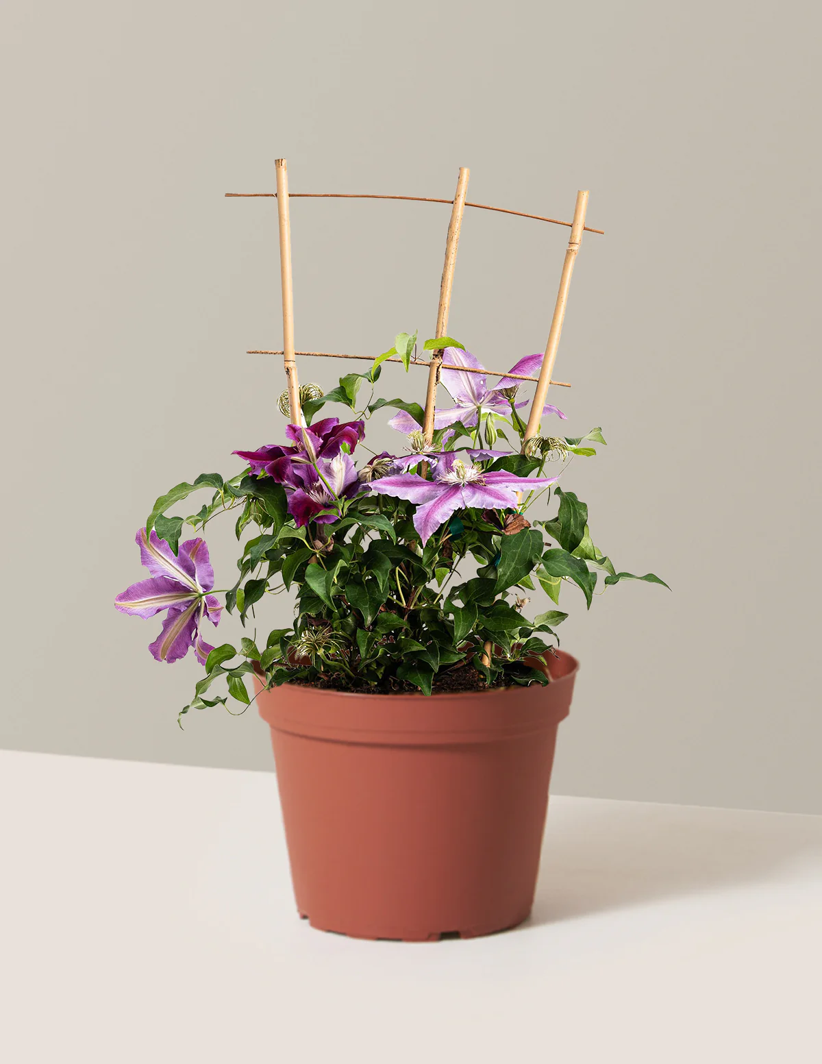 Dr. Ruppel Clematis - Image 11