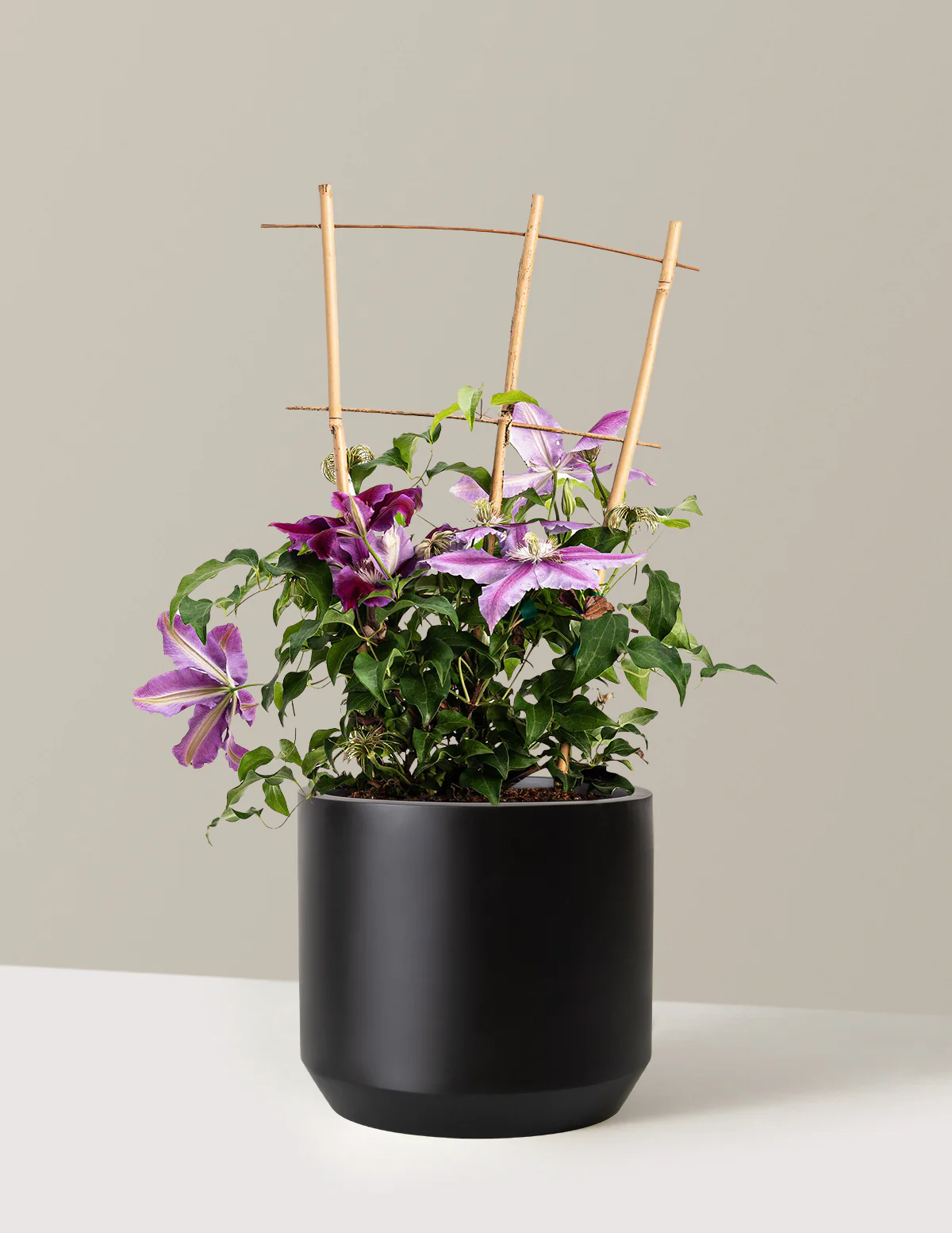 Dr. Ruppel Clematis - Image 12