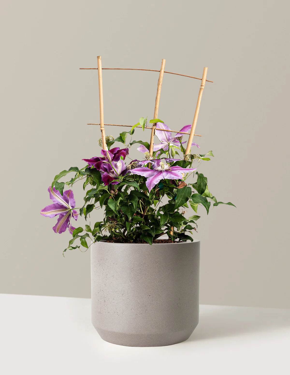 Dr. Ruppel Clematis - Image 13