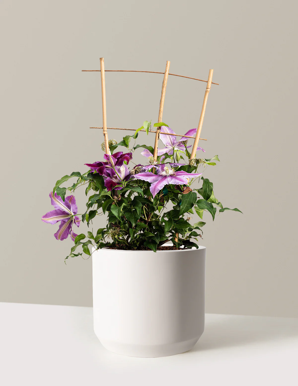 Dr. Ruppel Clematis - Image 14