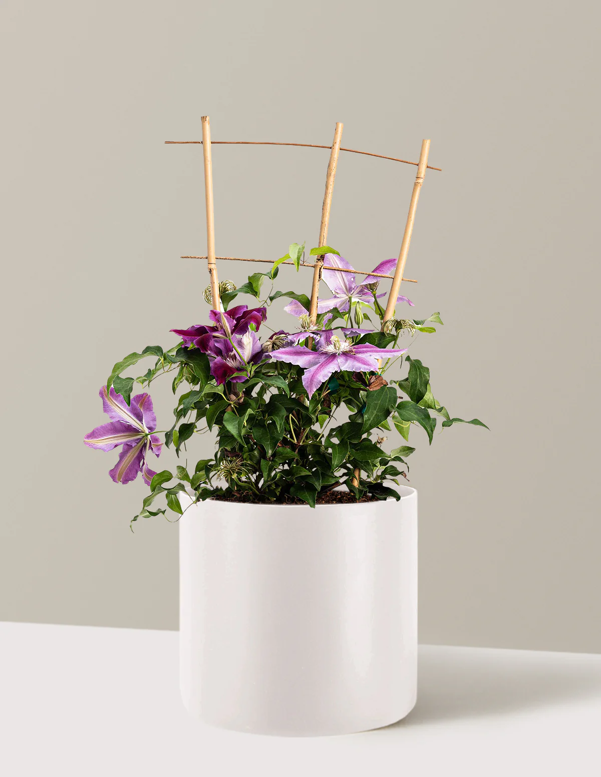 Dr. Ruppel Clematis - Image 15