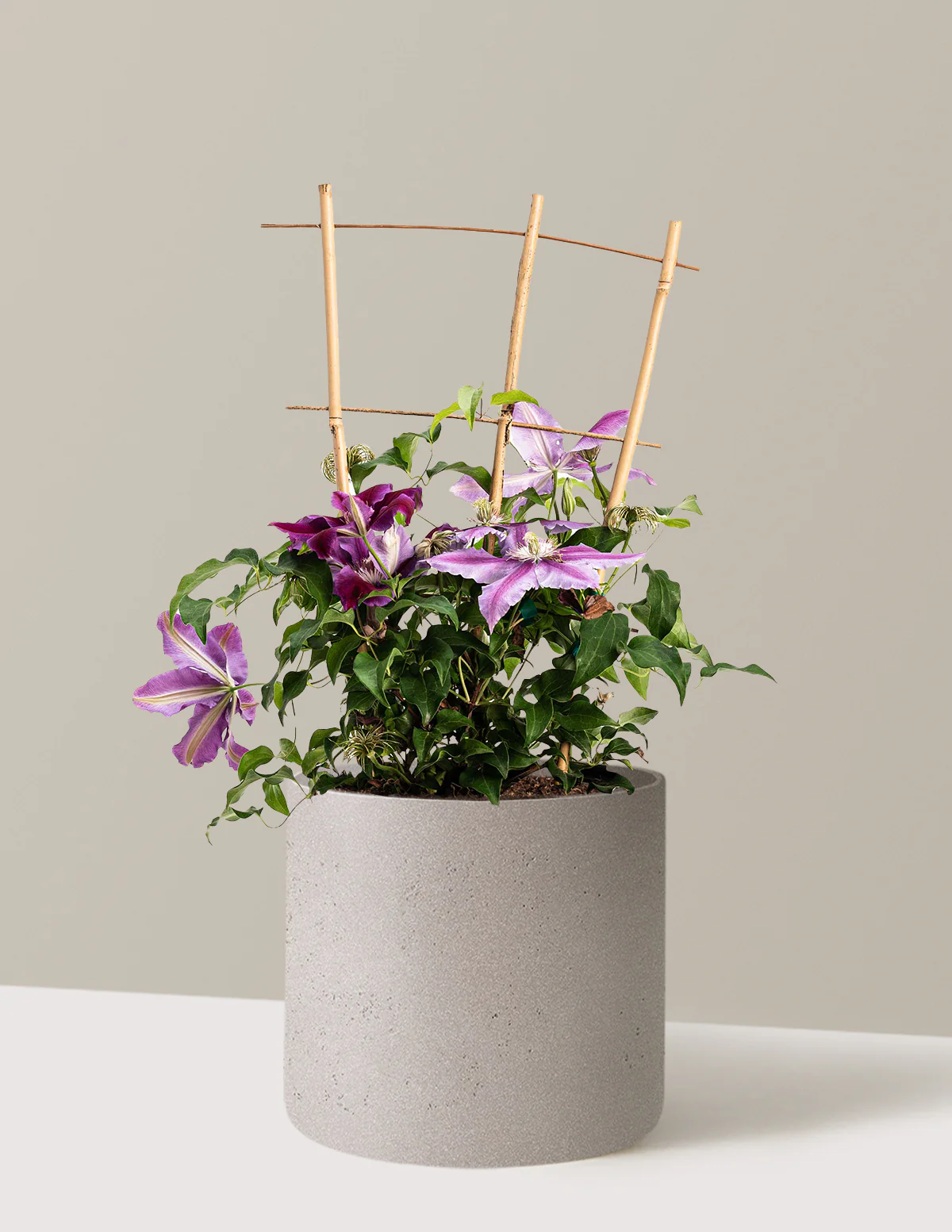 Dr. Ruppel Clematis - Image 16
