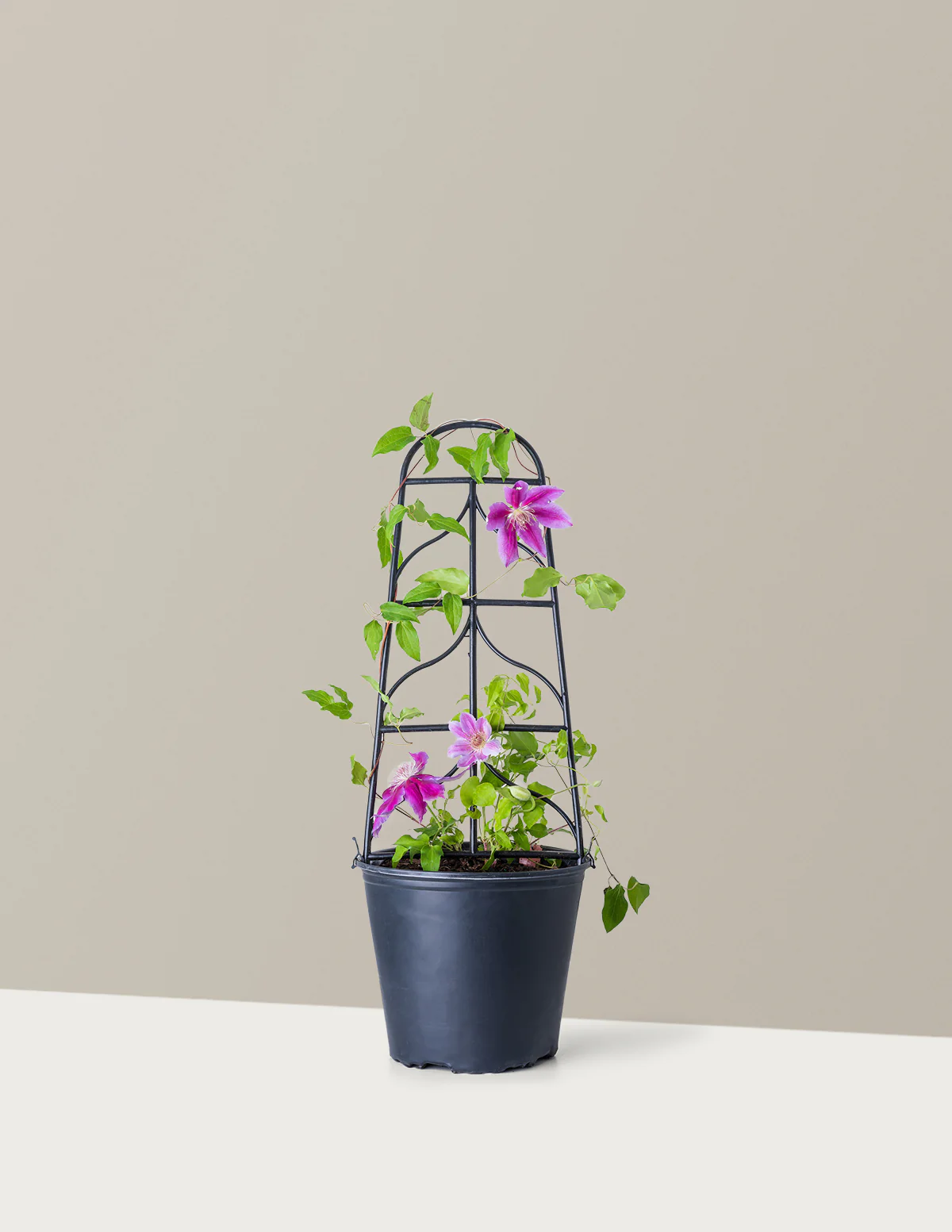 Dr. Ruppel Clematis - Image 17