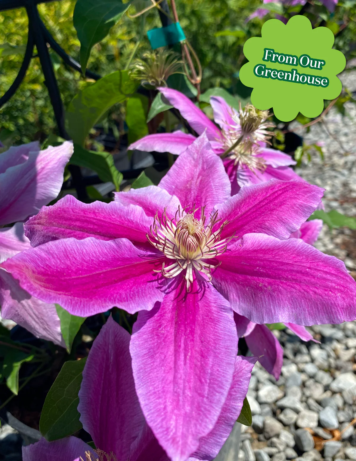 Dr. Ruppel Clematis - Image 3