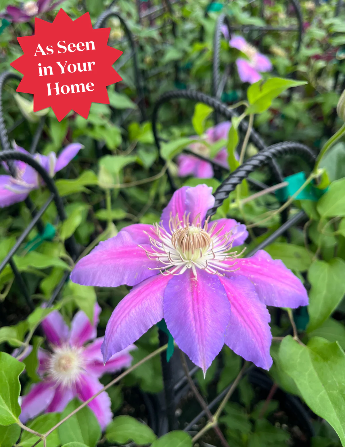 Dr. Ruppel Clematis - Image 4