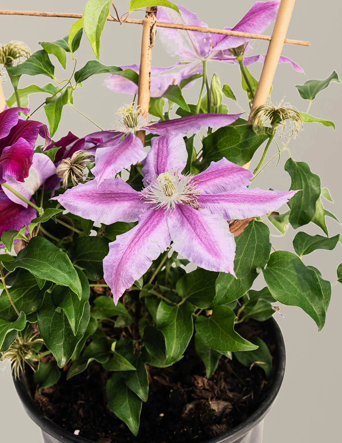Dr. Ruppel Clematis - Image 5