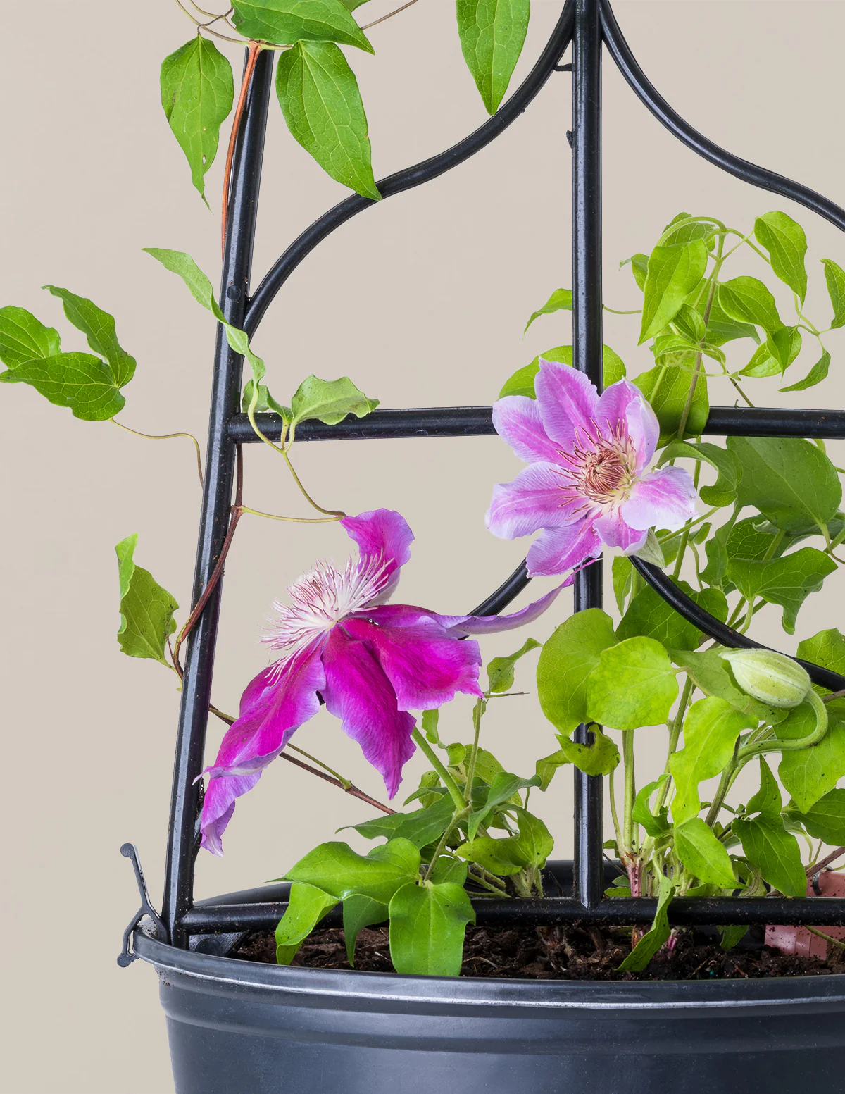 Dr. Ruppel Clematis - Image 6