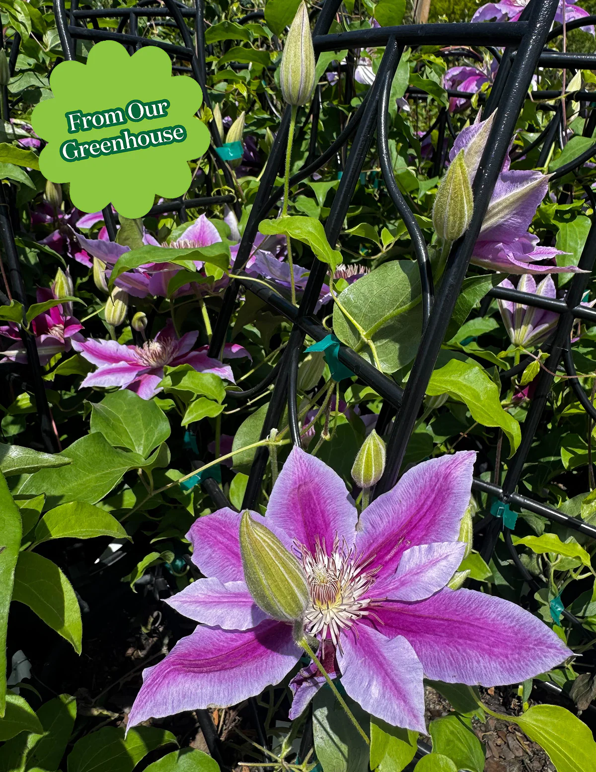 Dr. Ruppel Clematis - Image 7