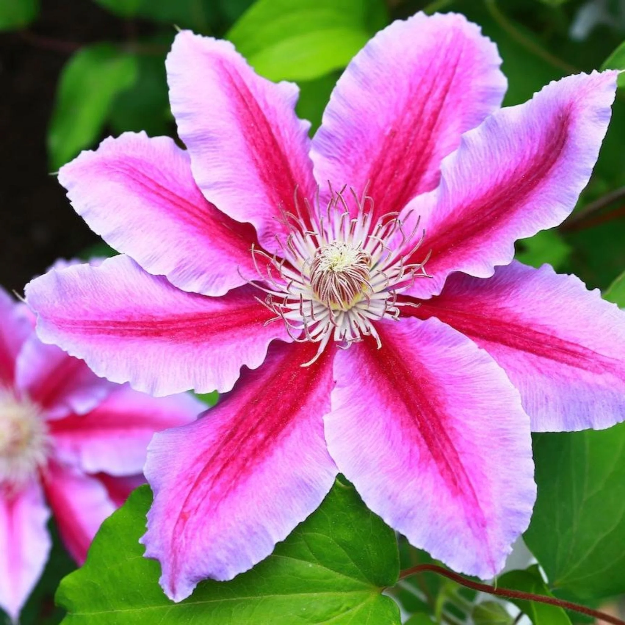 Dr. Ruppel Clematis - Image 8