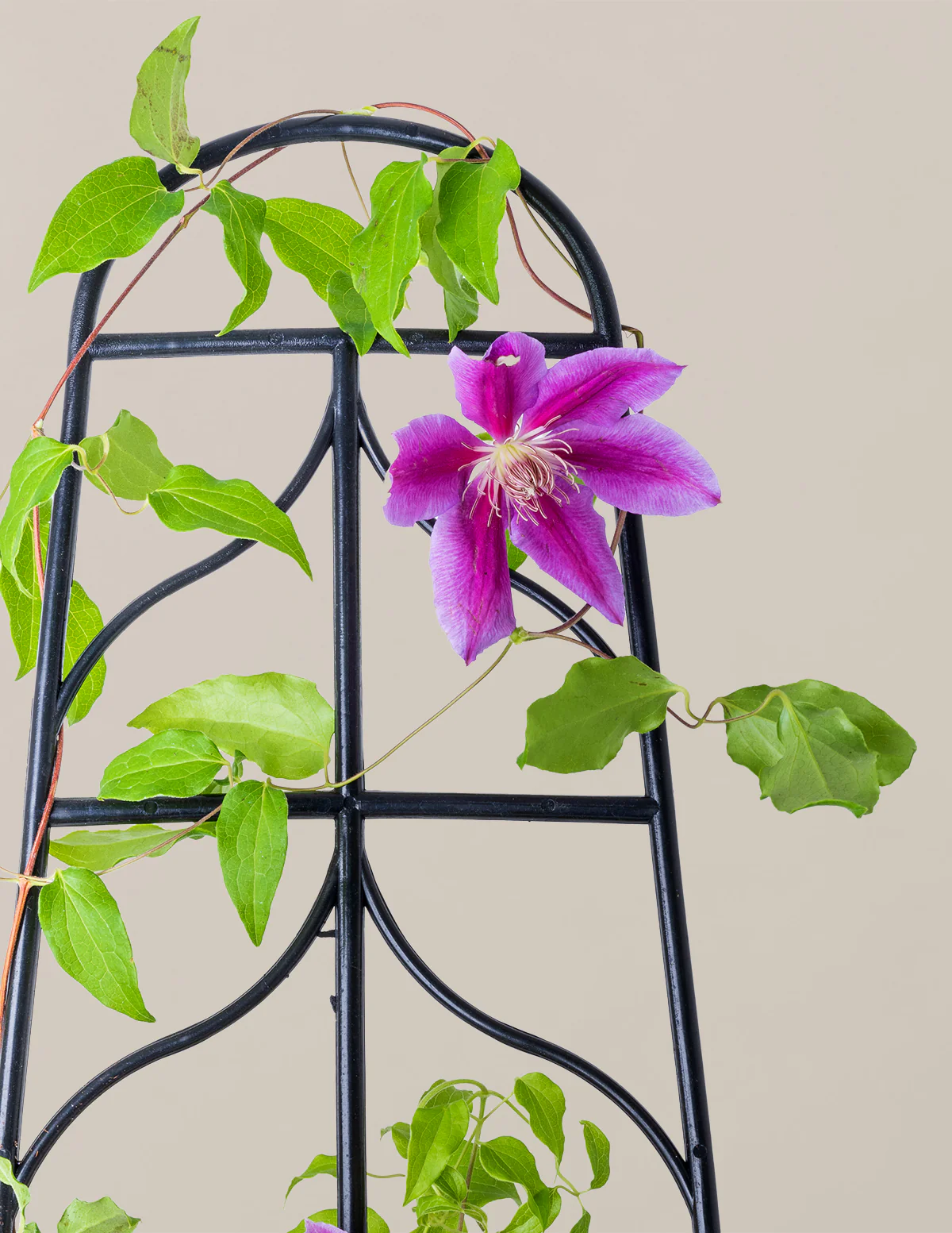 Dr. Ruppel Clematis - Image 9