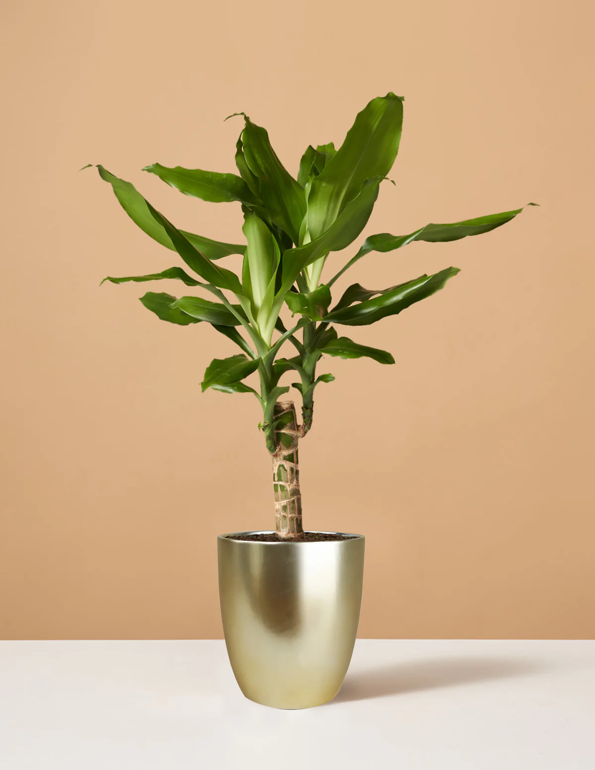 Dracaena Fragrans Green - Image 3