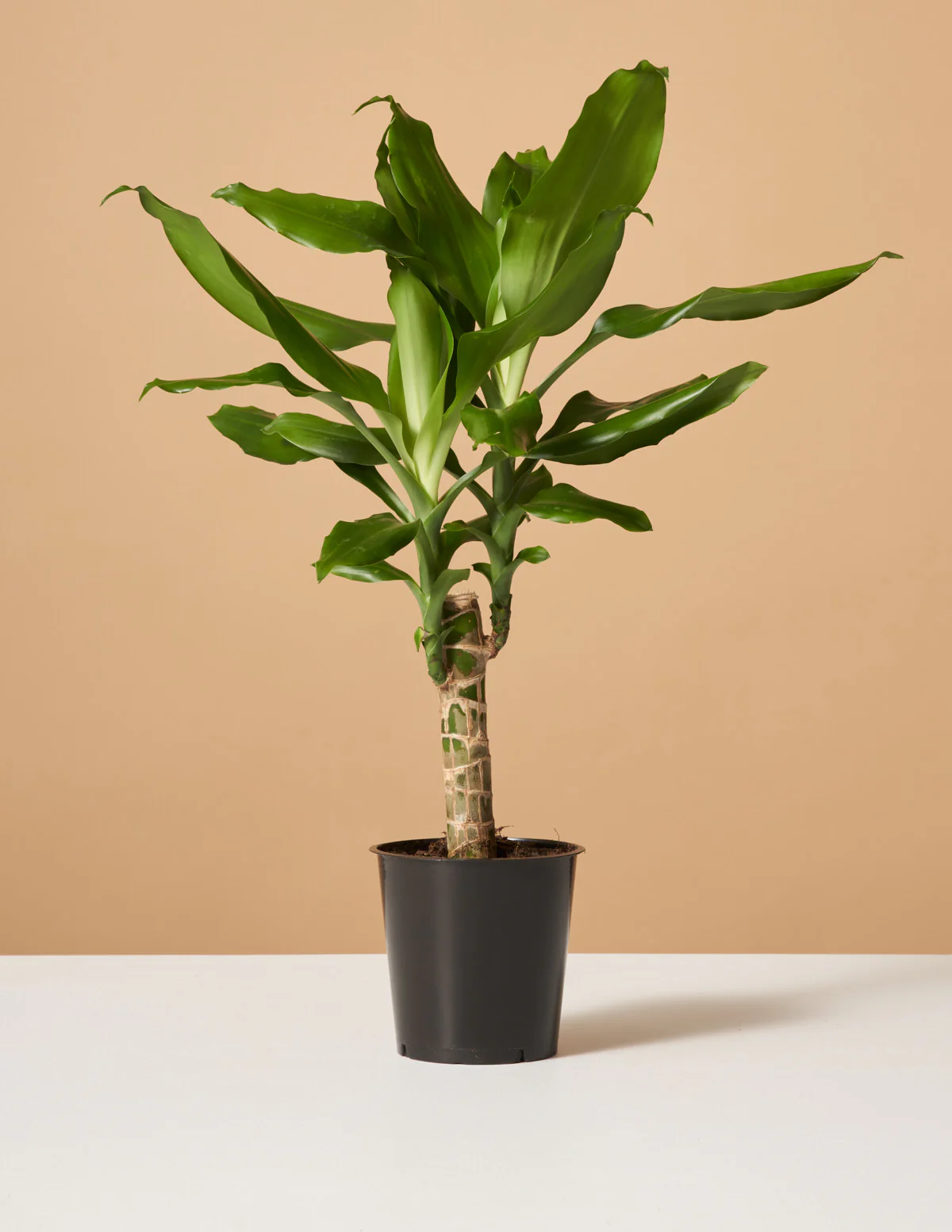 Dracaena Fragrans Green - Image 4
