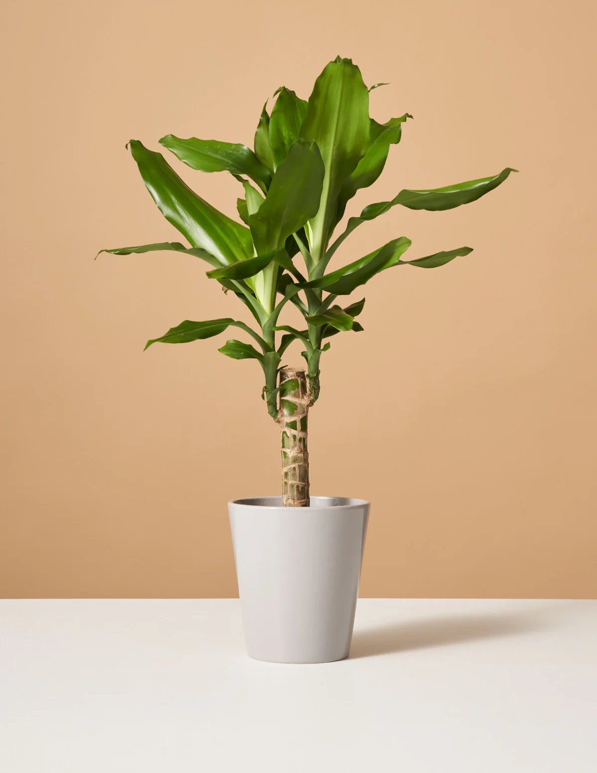 Dracaena Fragrans Green - Image 5