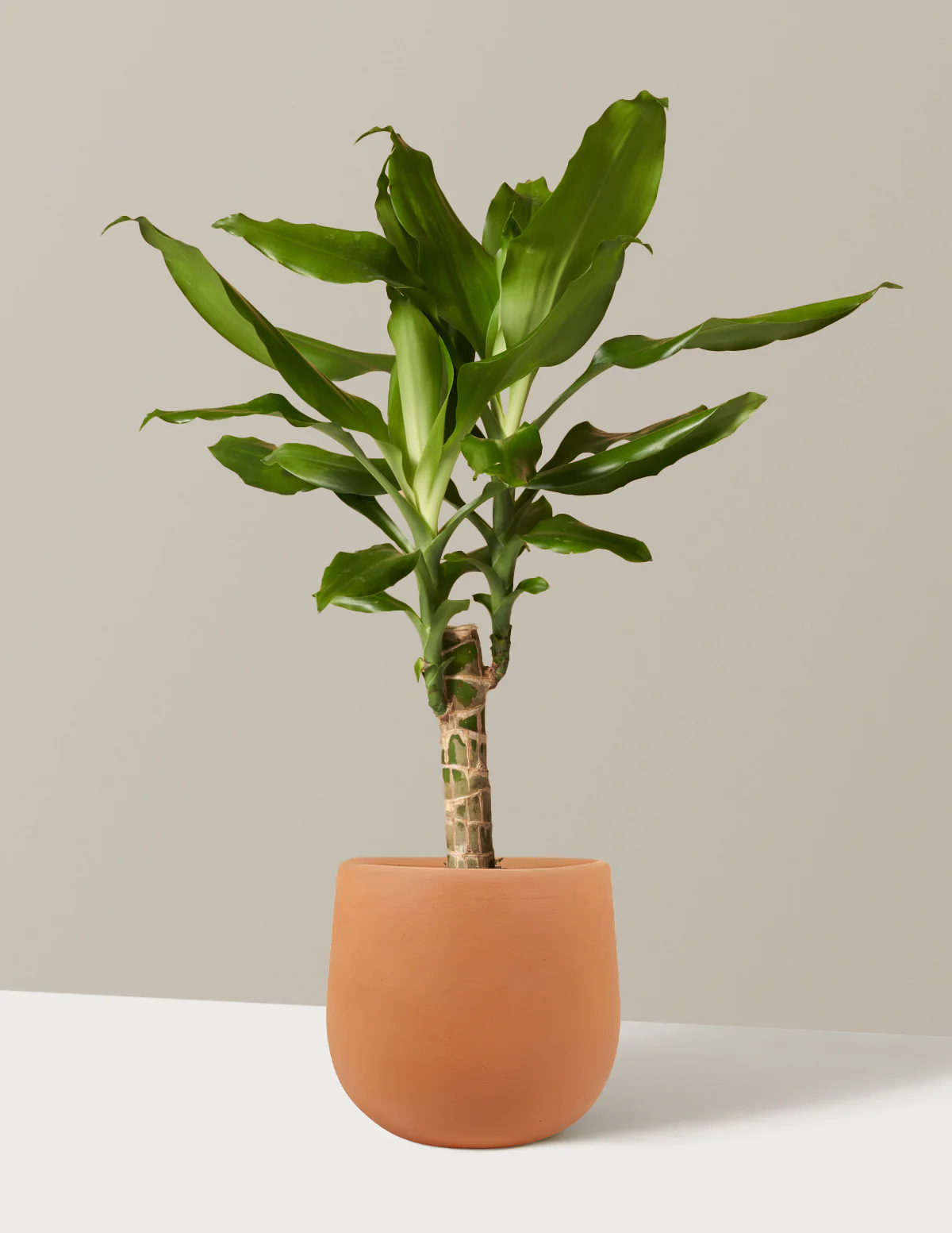 Dracaena Fragrans Green - Image 7