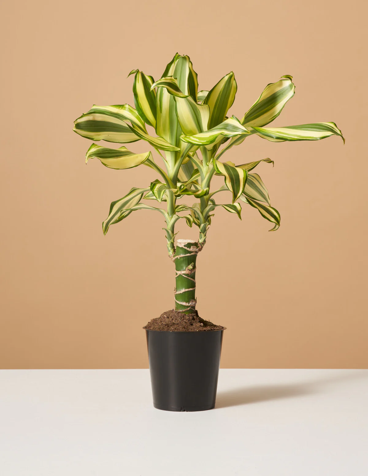 Dracaena Fragrans Sol - Image 3